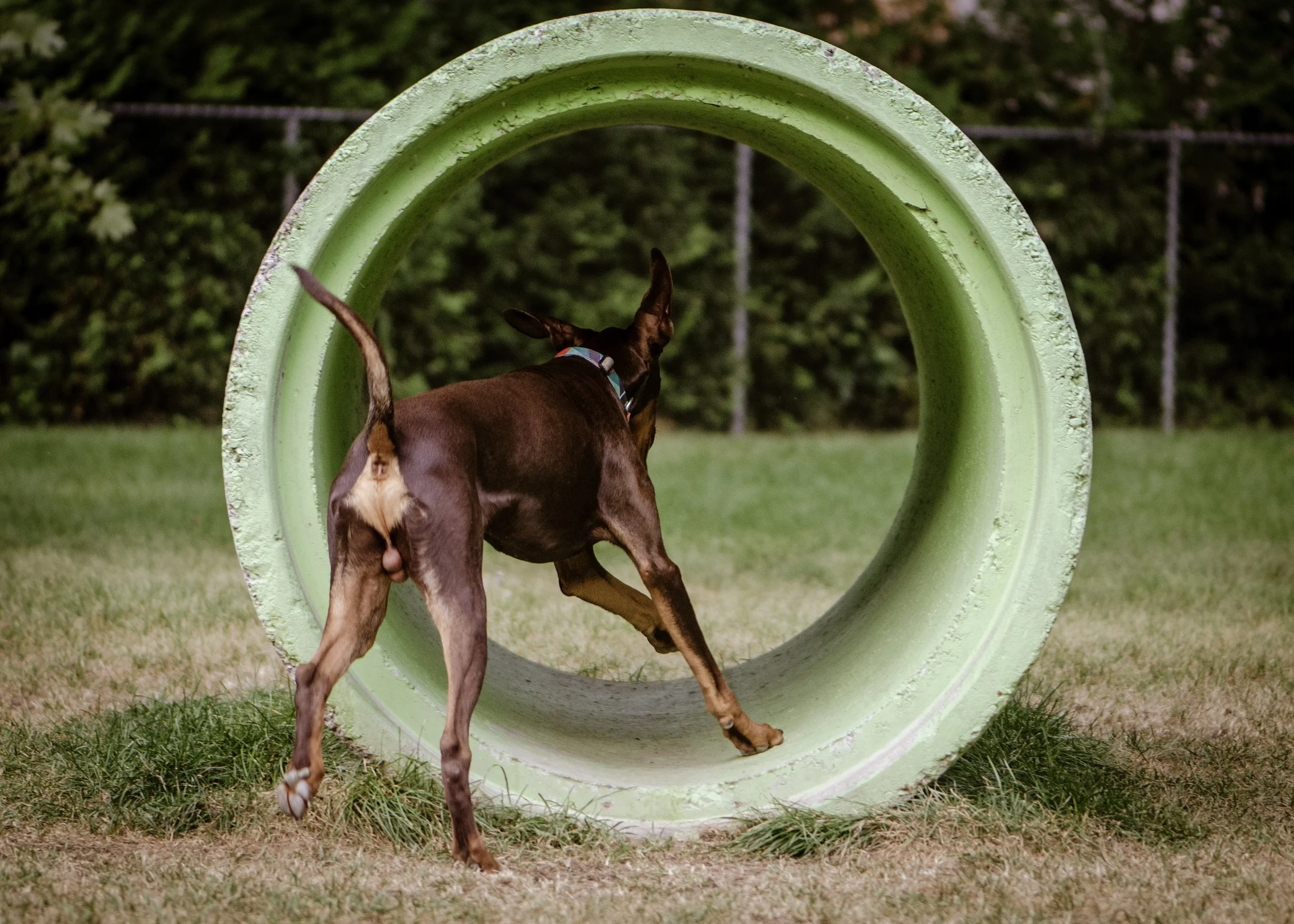[Laurentides, Lorraine] Parc de Gaulle