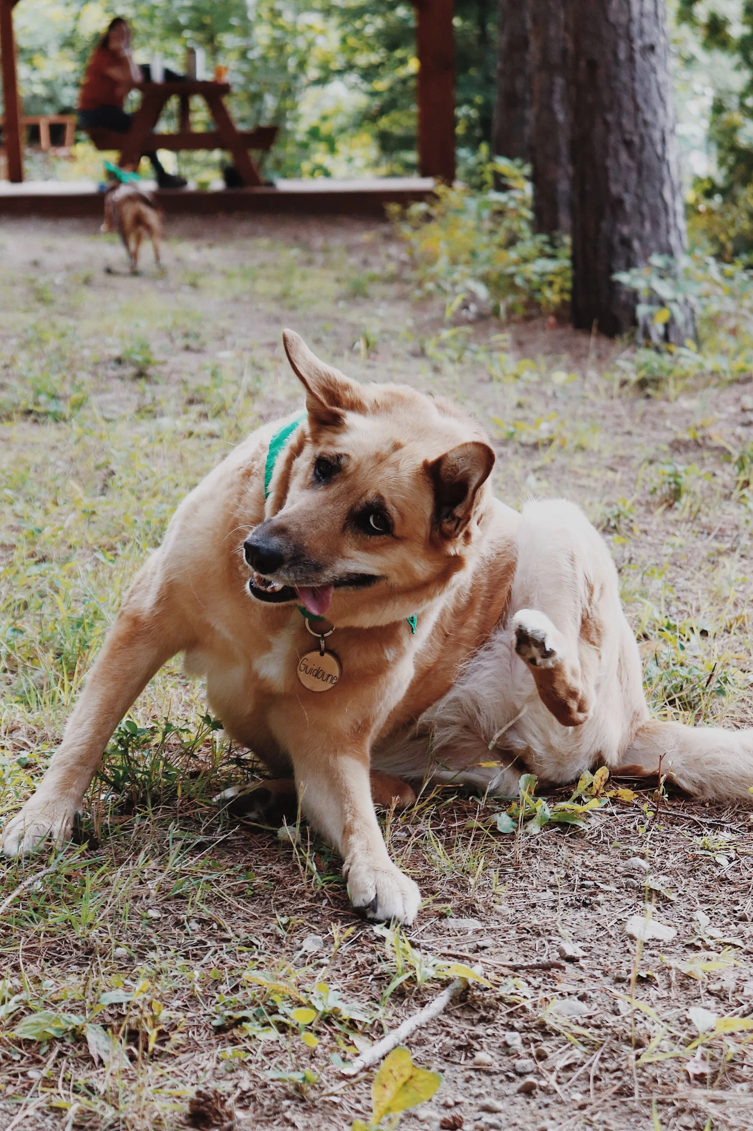 Tout savoir sur les démangeaisons chez le chien