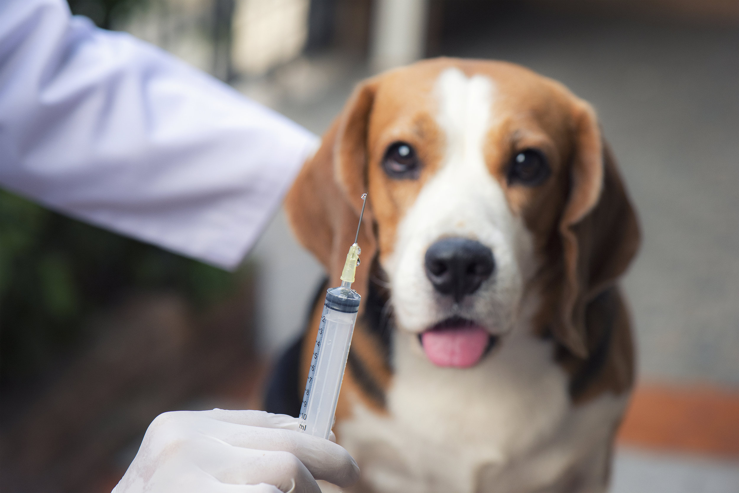 5 bonnes raisons de faire vacciner son chien