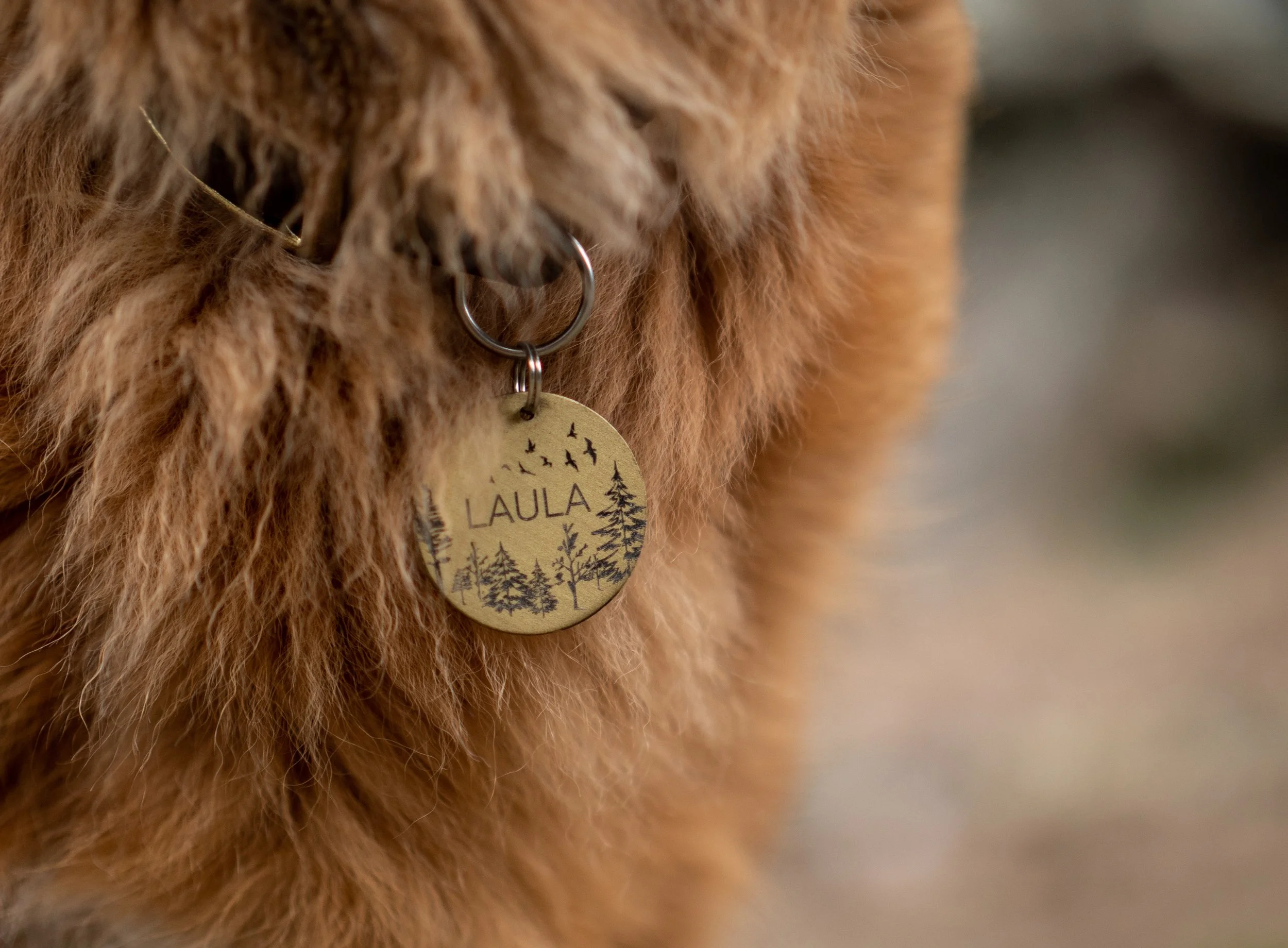 Tout savoir sur les médailles pour chiens