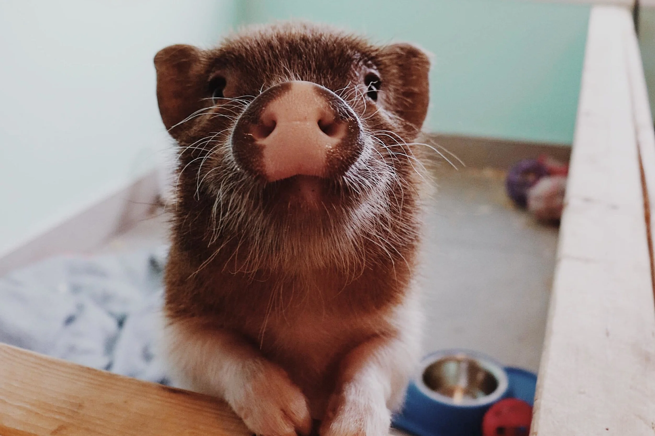 FERMÉ DEPUIS 26 FÉVRIER 2022 [Montérégie, St-Hyacinthe] Chez luc café