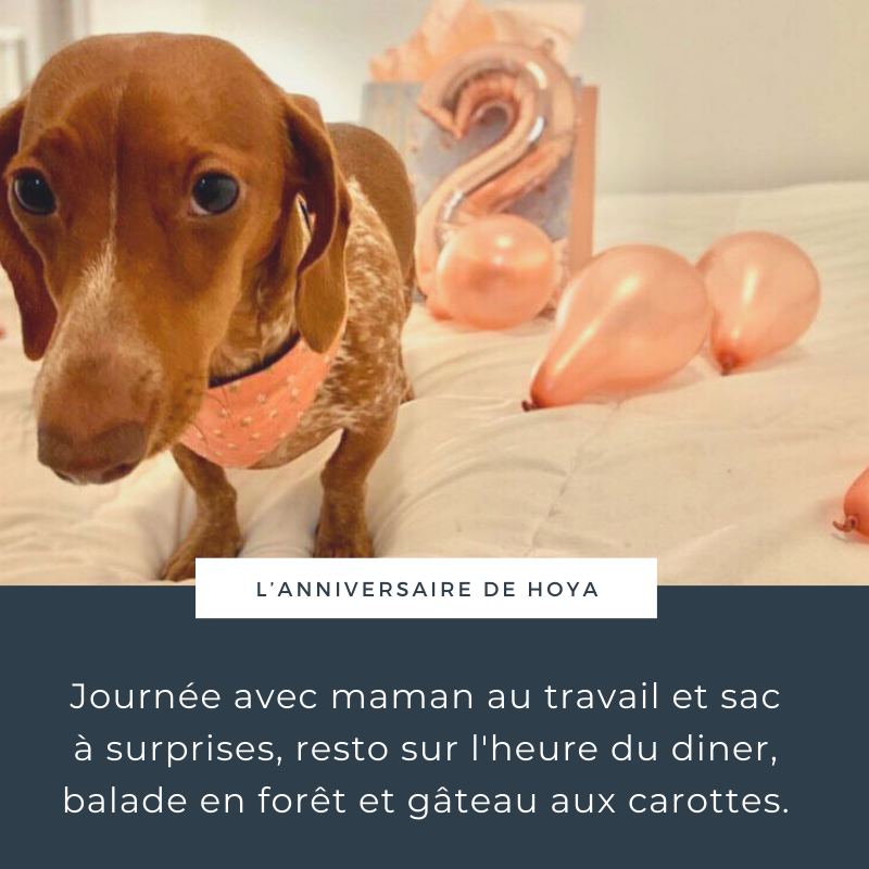 L Anniversaire De Son Chien On Va Se Promener