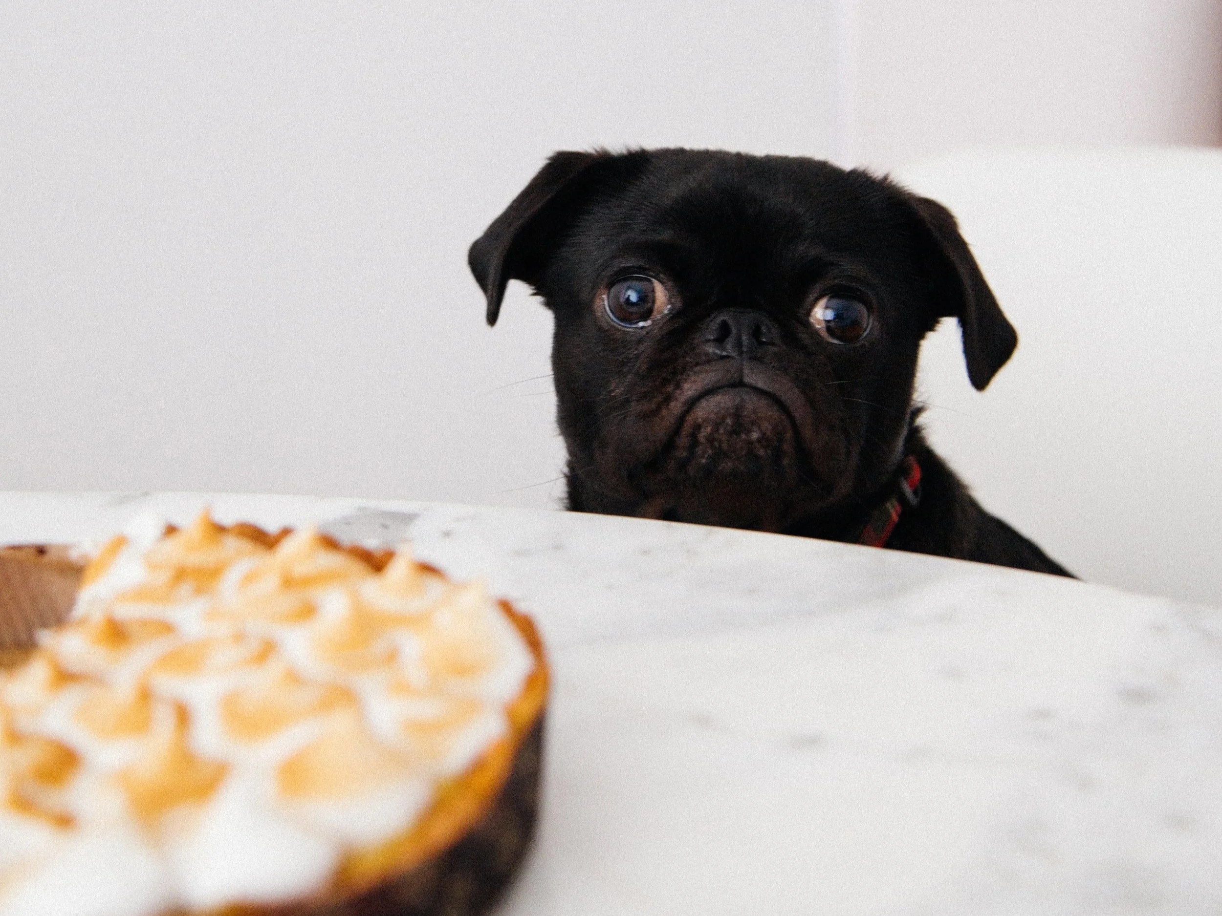Est-ce que mon chien peut manger ça ?
