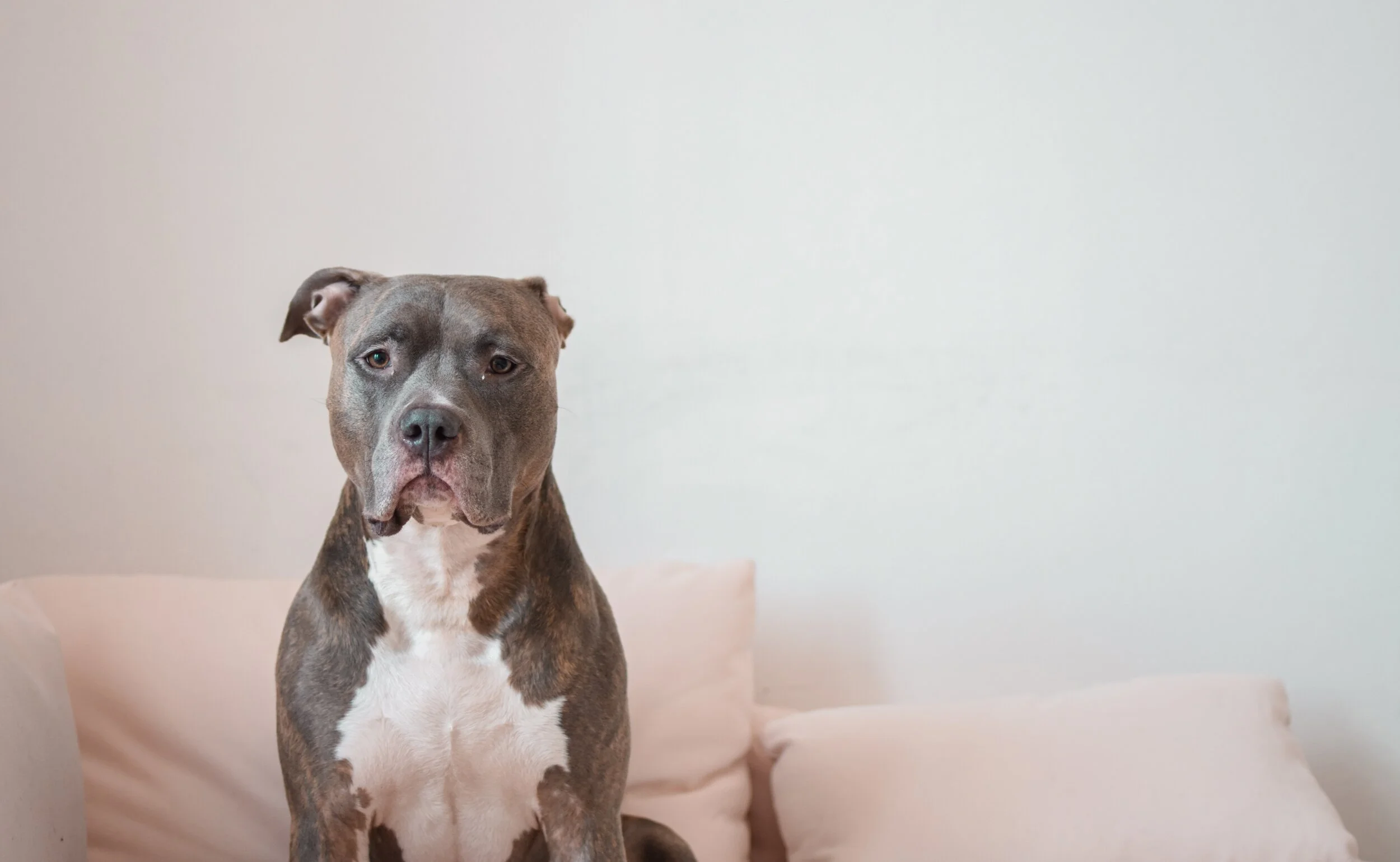 Chien frileux ? 45 activités intérieures avec son chien au Québec