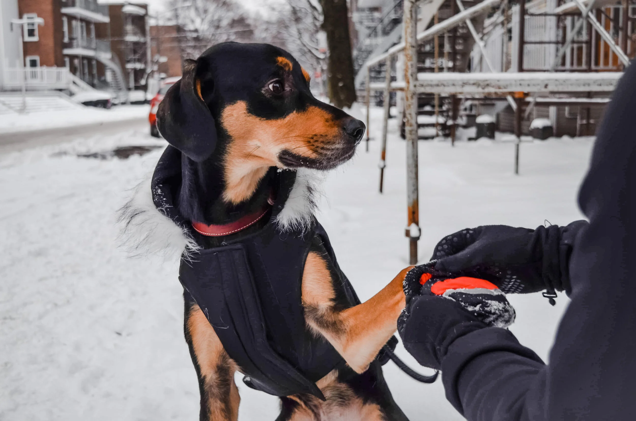 Comment protéger les pattes de mon chien l’hiver?