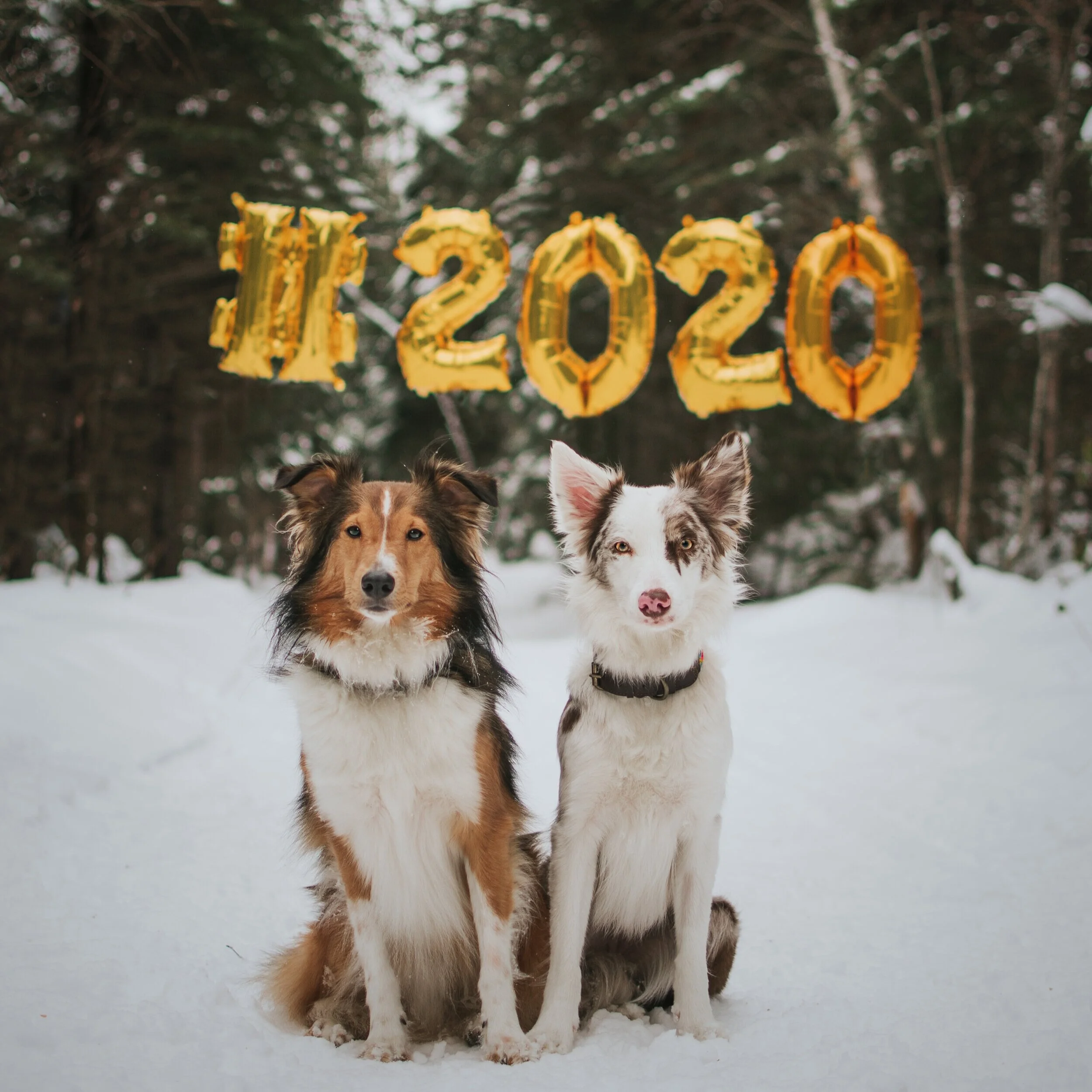 4 résolutions alimentaires pour un chien plus en santé en 2020