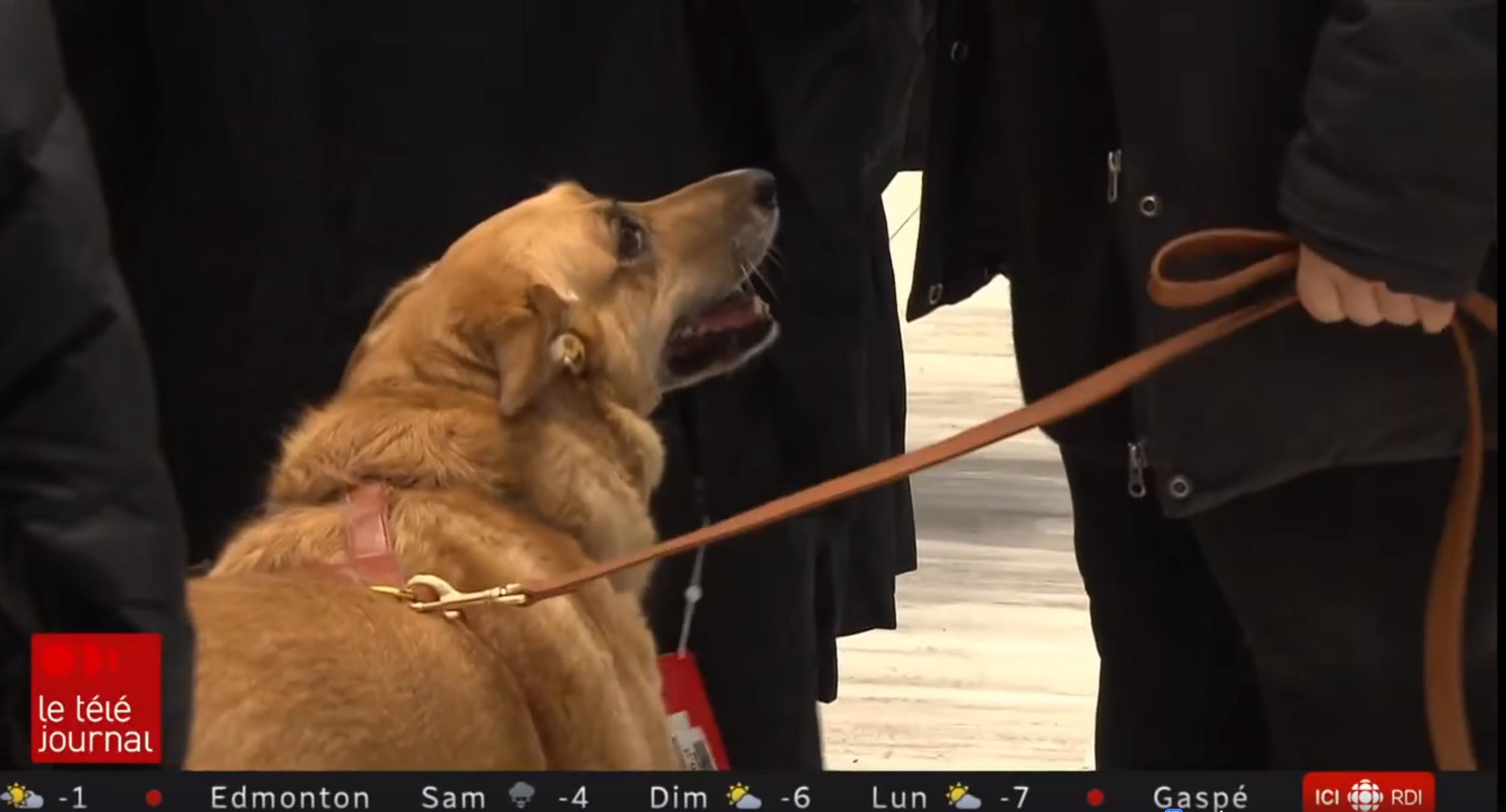 Reportage sur l'accessibilité aux chiens dans les commerces