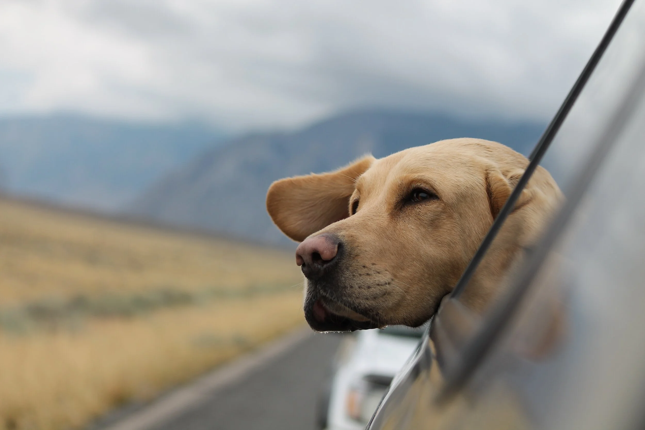 Les essentiels pour la voiture : Trousse d'été avec un chien