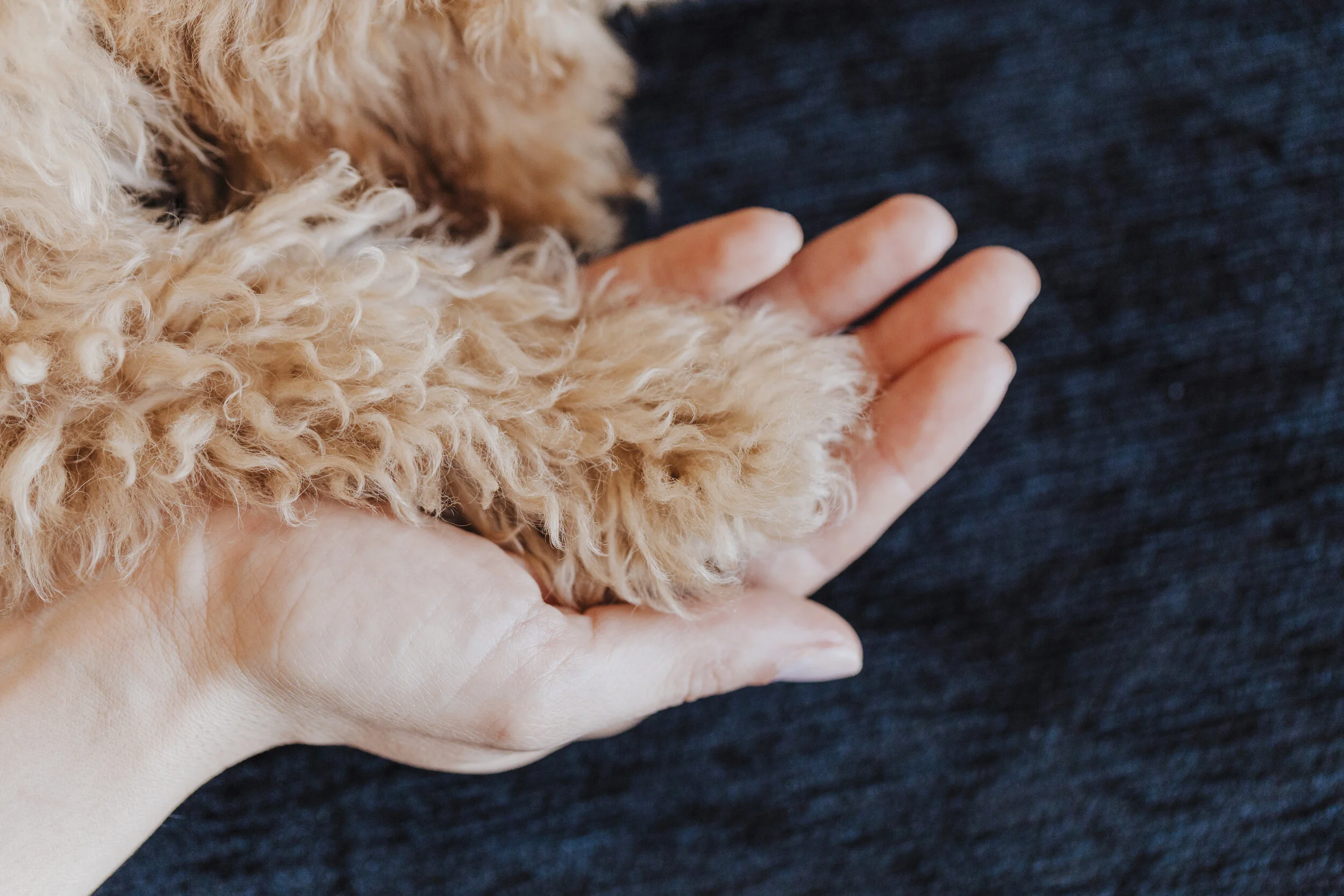 L'arthrose chez le chien