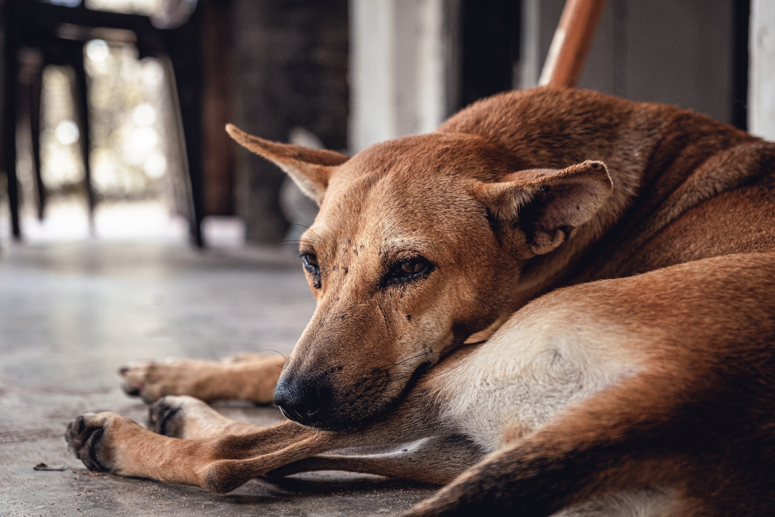 Chien de refuge ou chien d'élevage ?