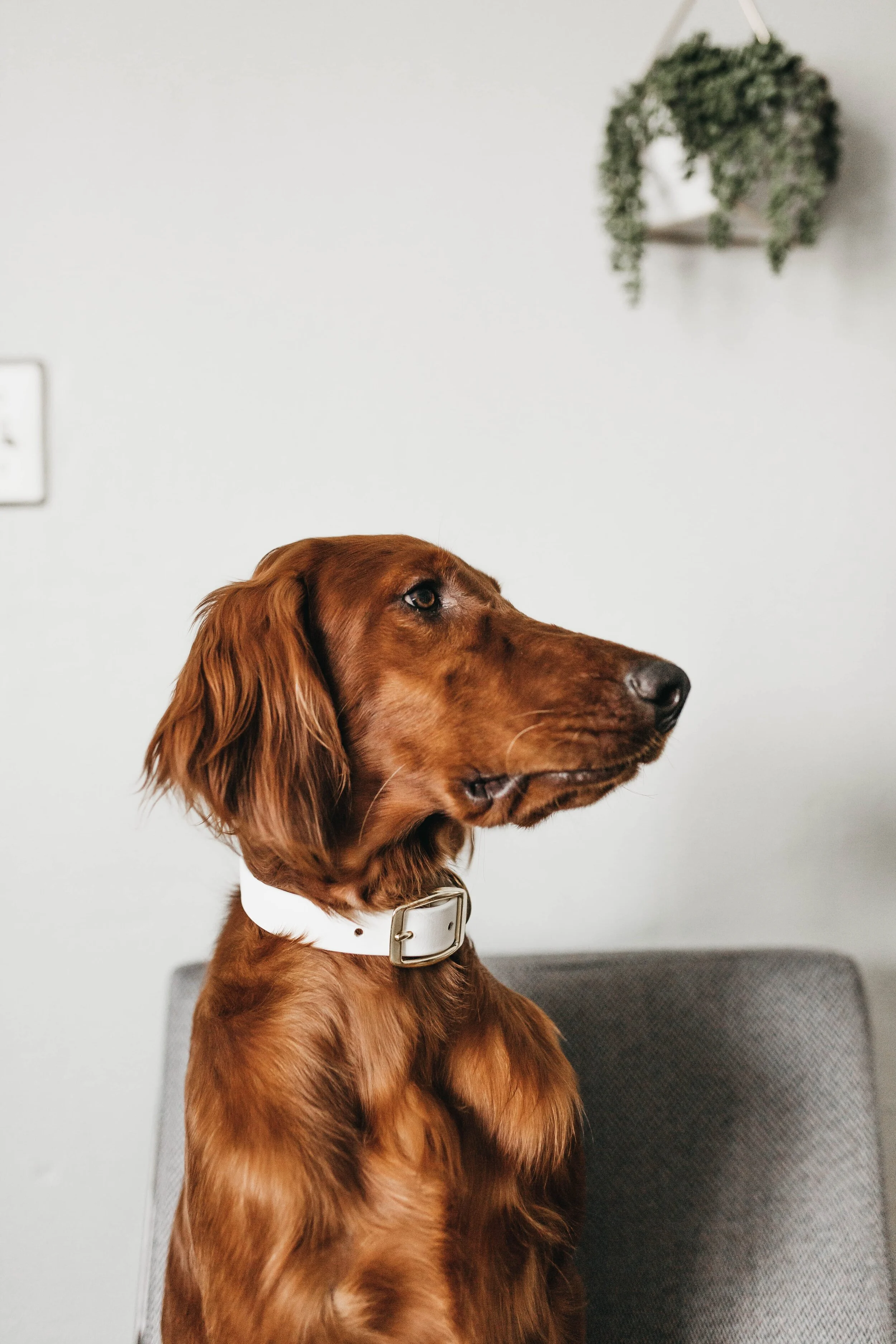 Comment choisir le collier idéal pour son chien ?