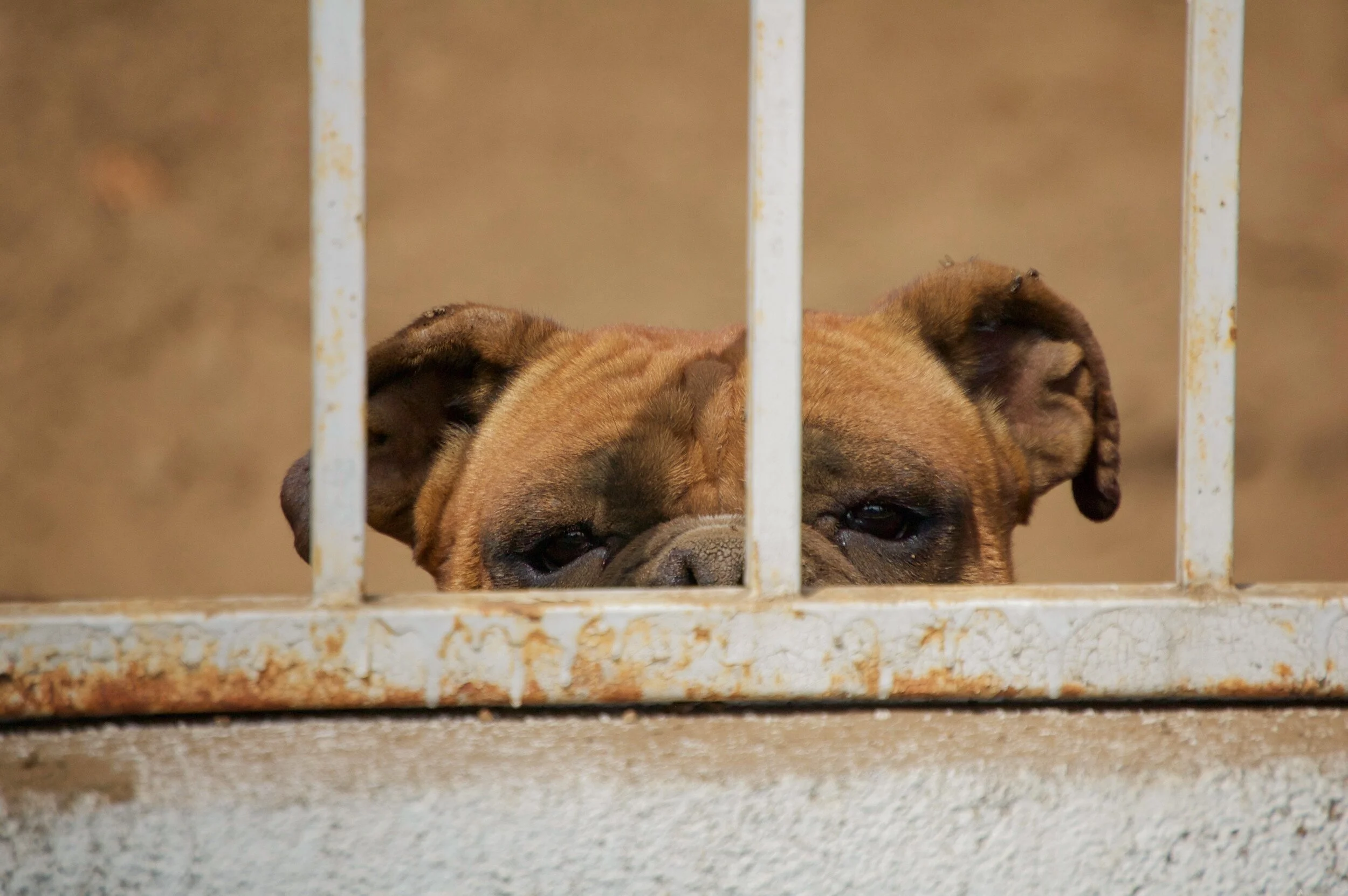Adopter un chien de refuge