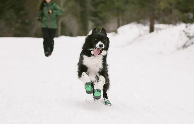 Guide de bottes pour chien  &nbsp;