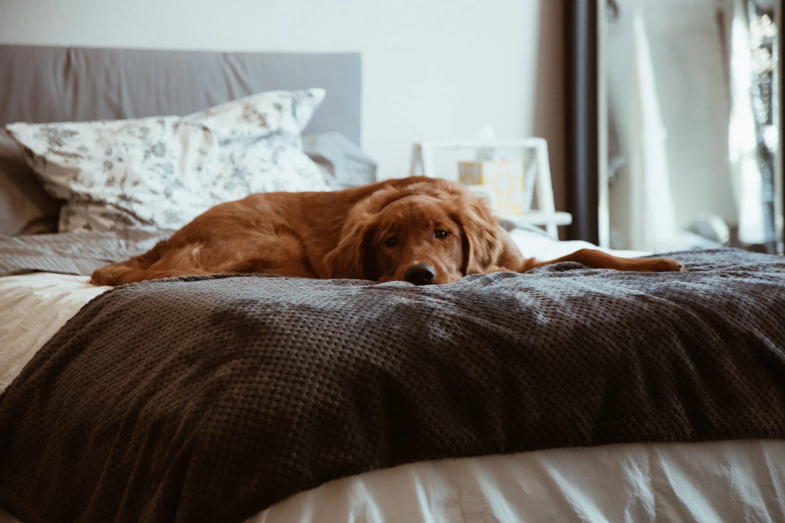 Partager sa vie avec un chien atteint d’une maladie chronique
