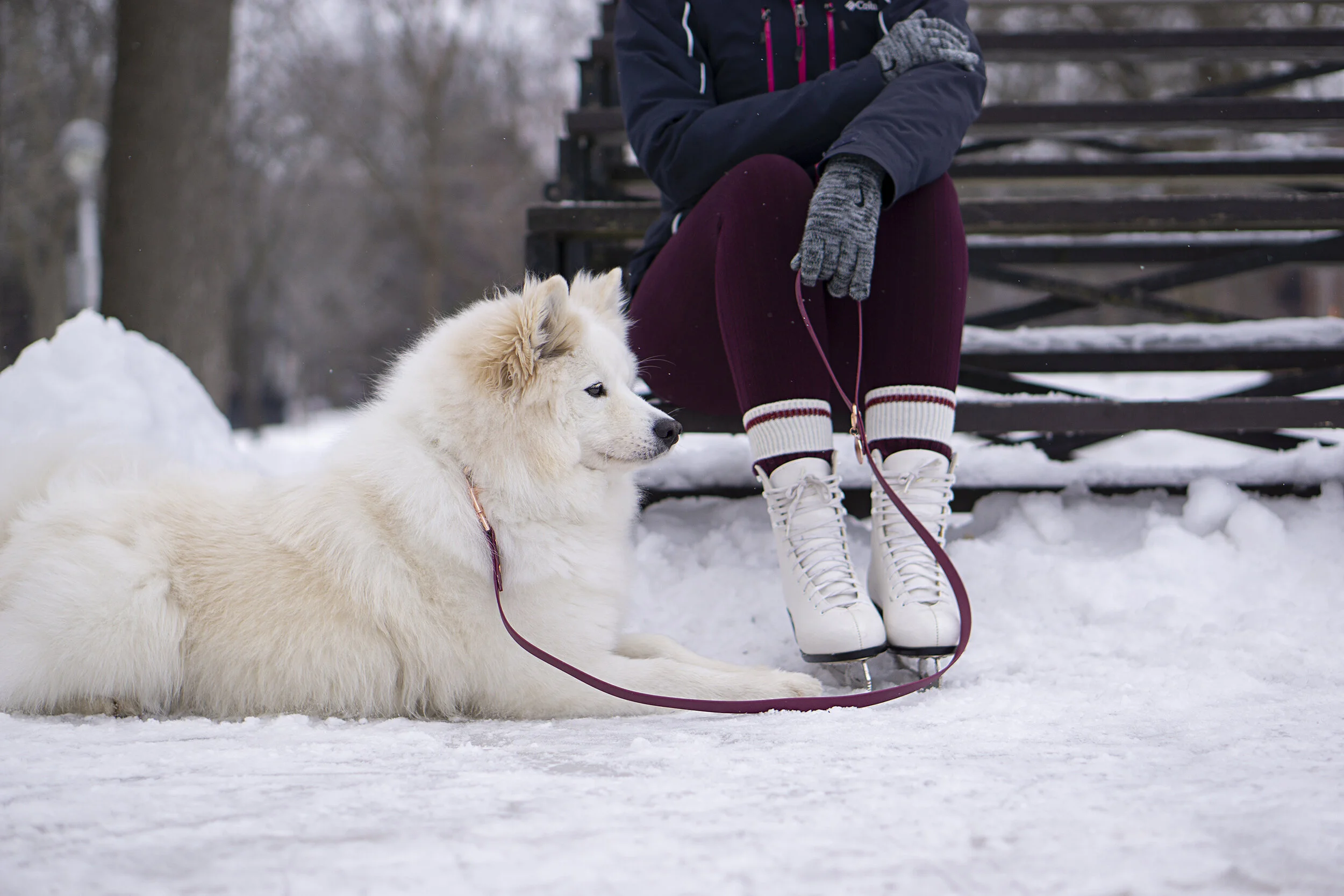 Où patiner avec son chien ?