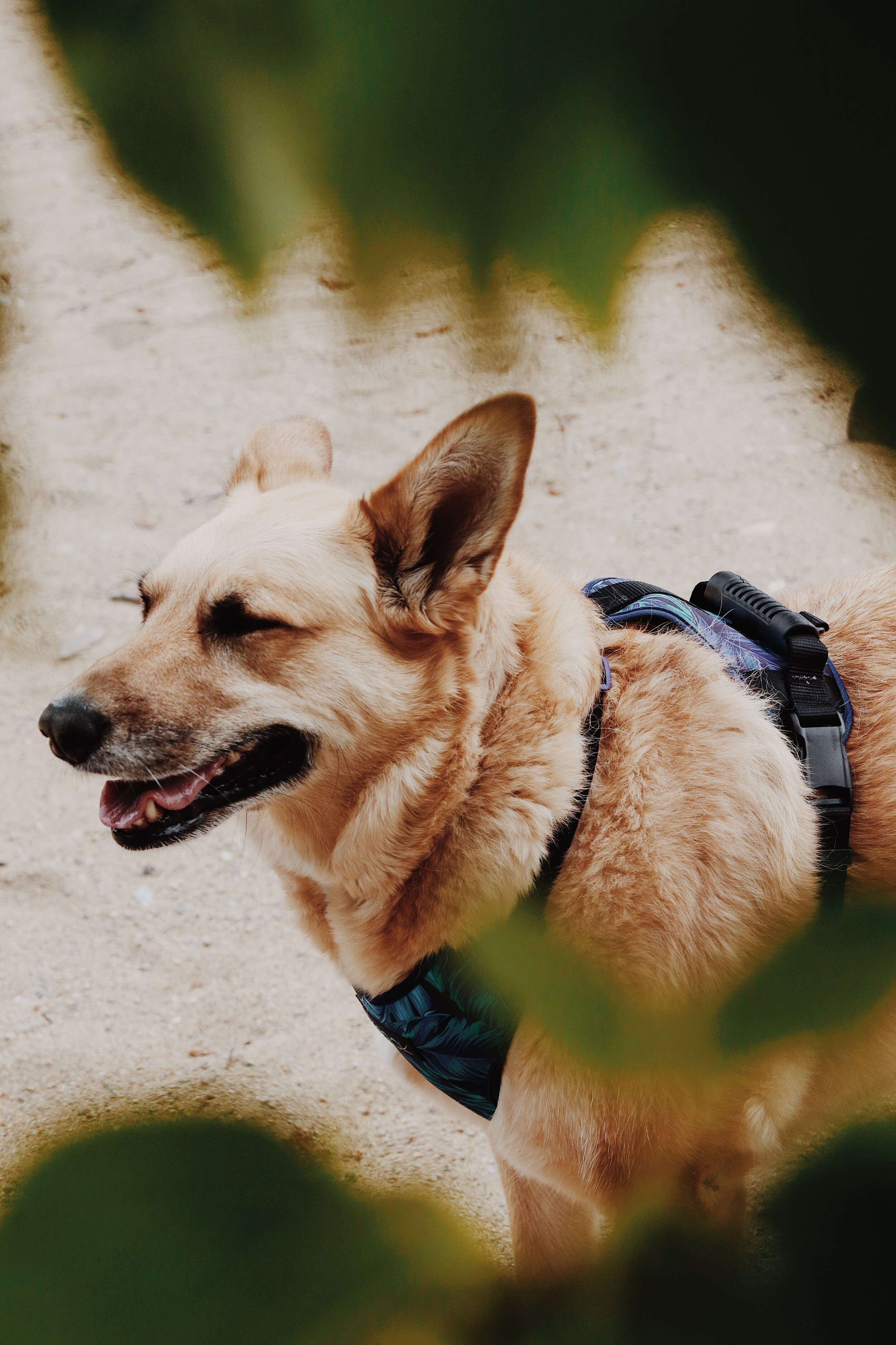 Choisir le bon harnais pour votre chien