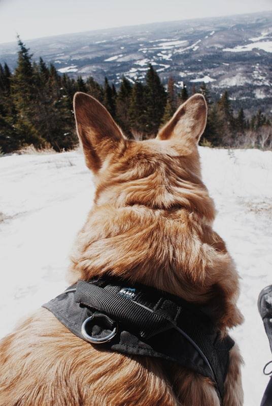 Comment choisir le meilleur harnais anti-traction pour votre chien