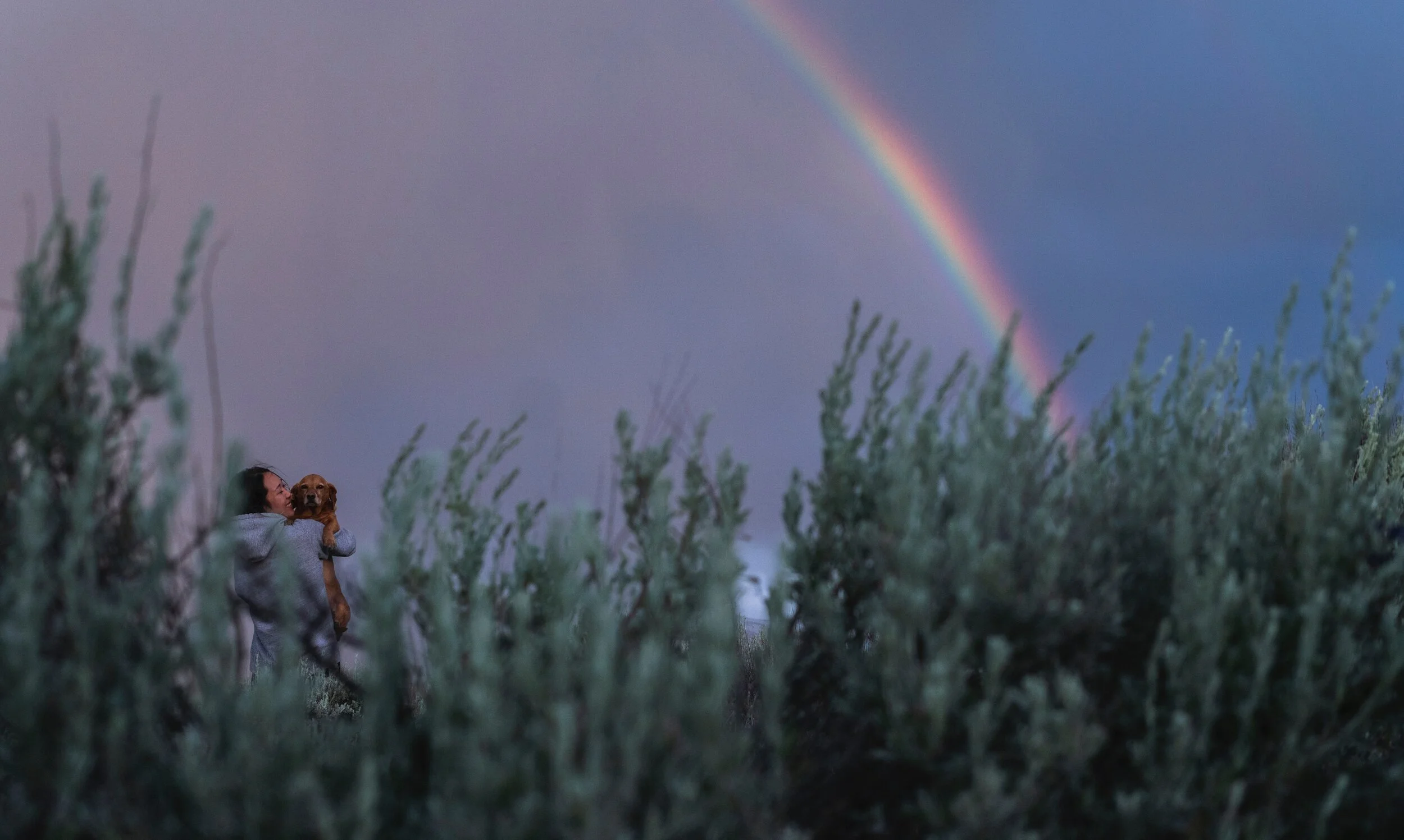 Le chien ; allié important pendant la pandémie