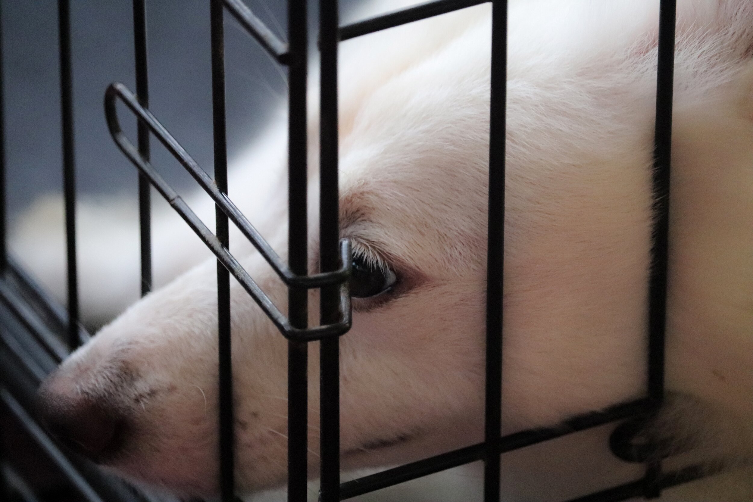 Liste des refuges pour chiens du Québec 