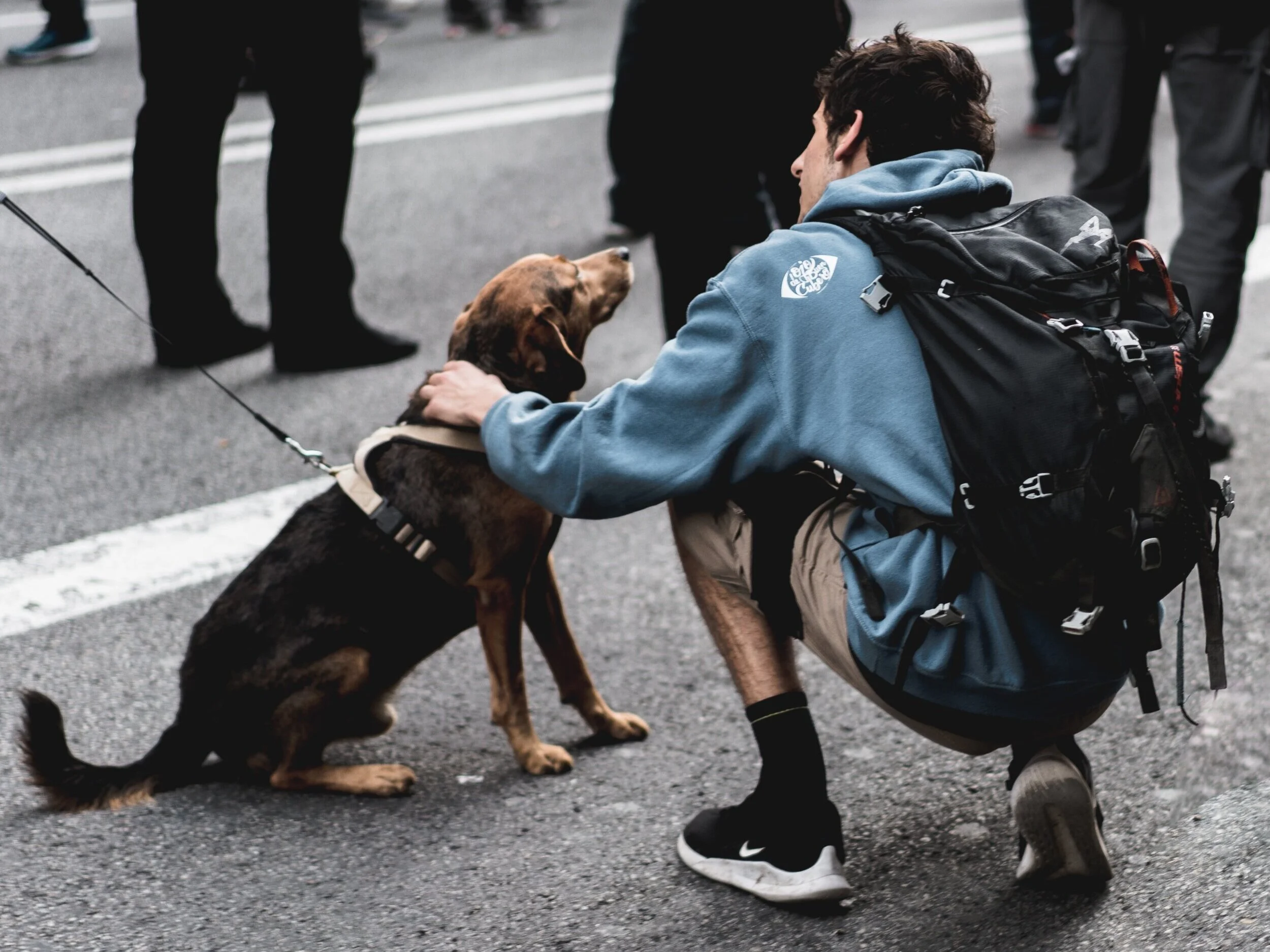 Comment approcher un chien ?