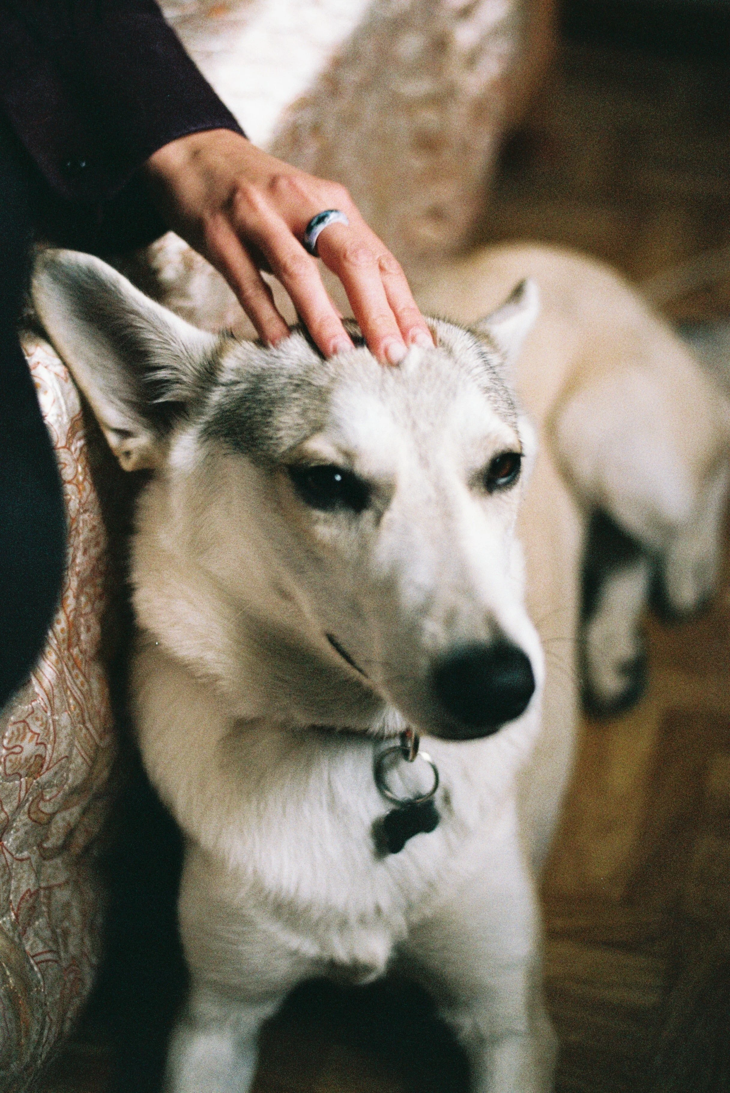 Ne touche pas mon chien, les 5 raisons