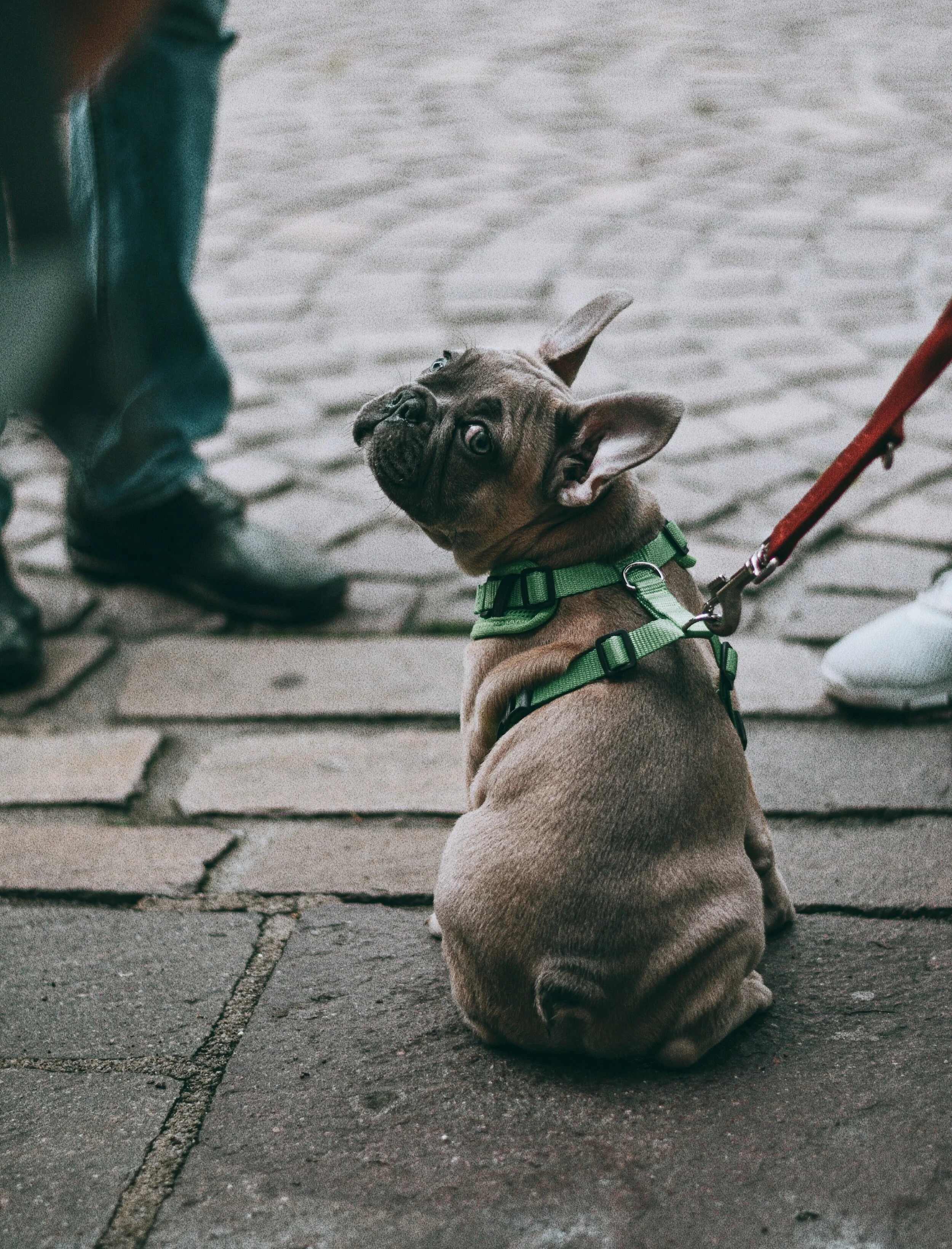 Tout savoir pour choisir le bon harnais pour chien