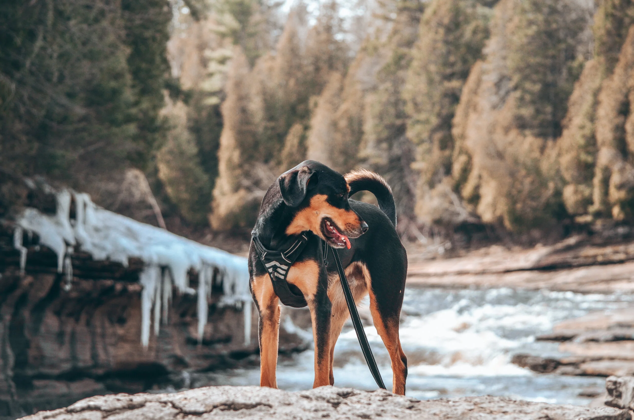 [Québec, Pont-Rouge] Promenade Jacques-Cartier