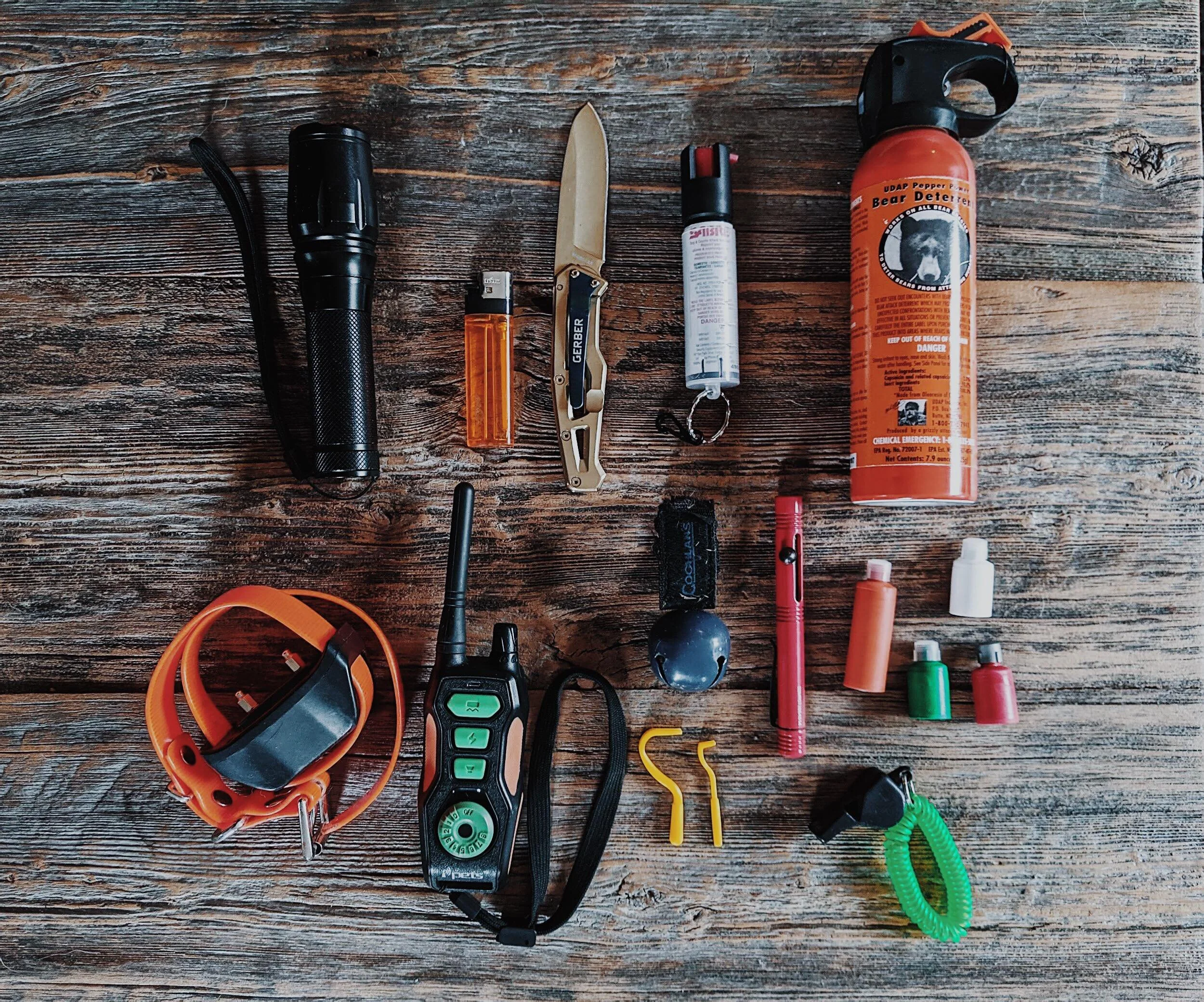 Les essentiels pour une randonnée en forêt avec son chien