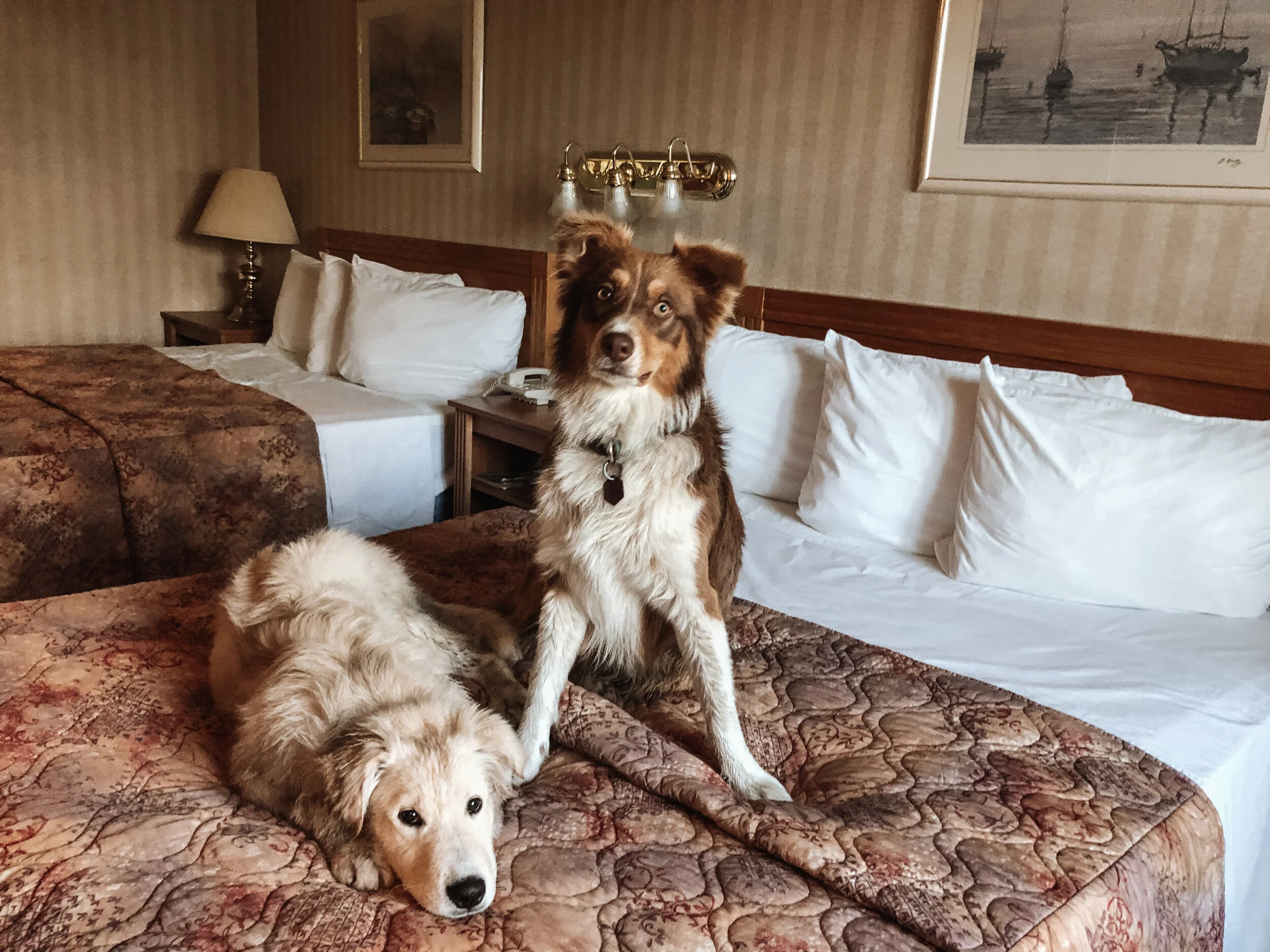 [Outaouais, Maniwaki] Auberge du Draveur