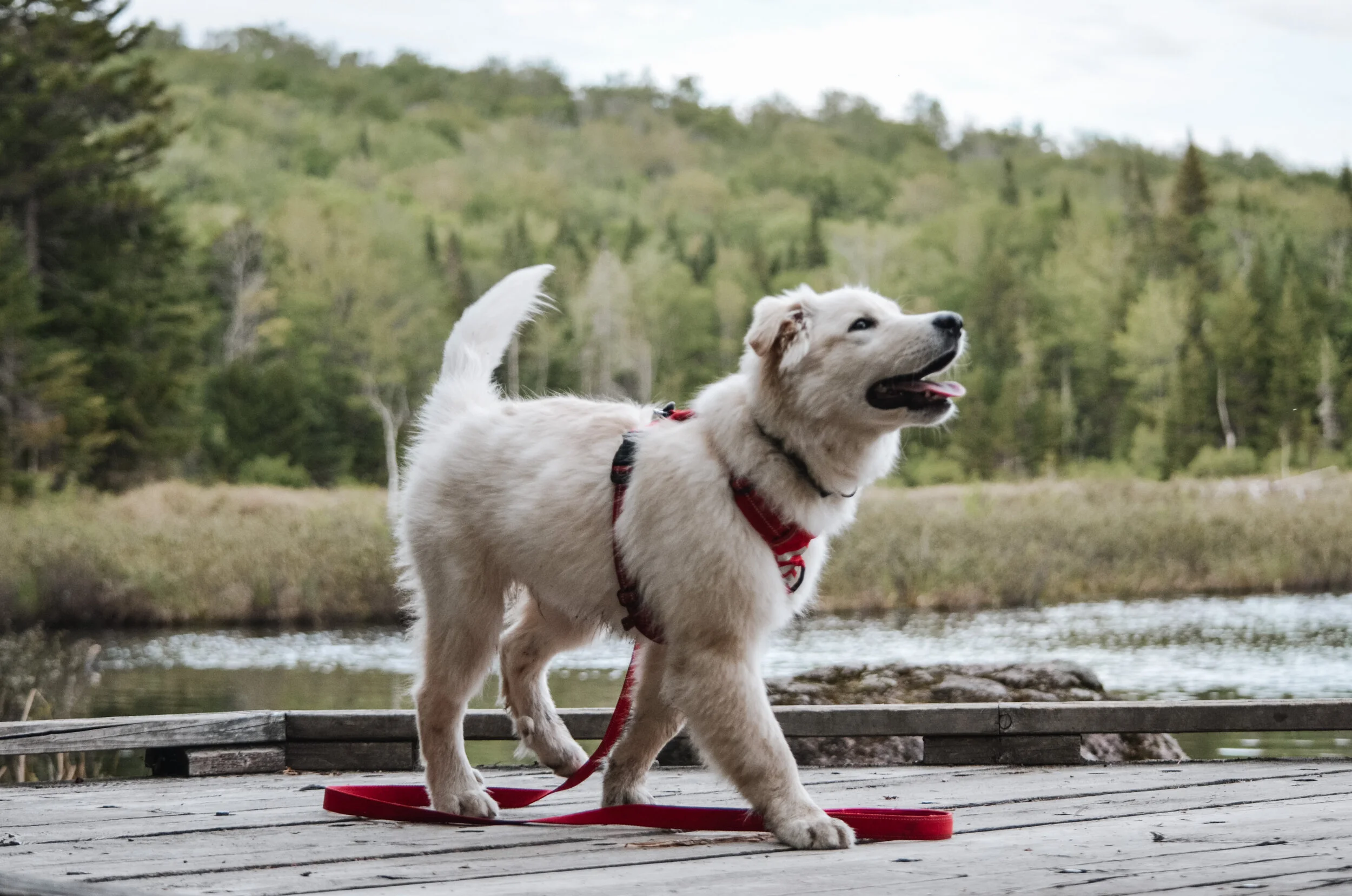 [Québec, Québec] Parc naturel du Mont-Bélair