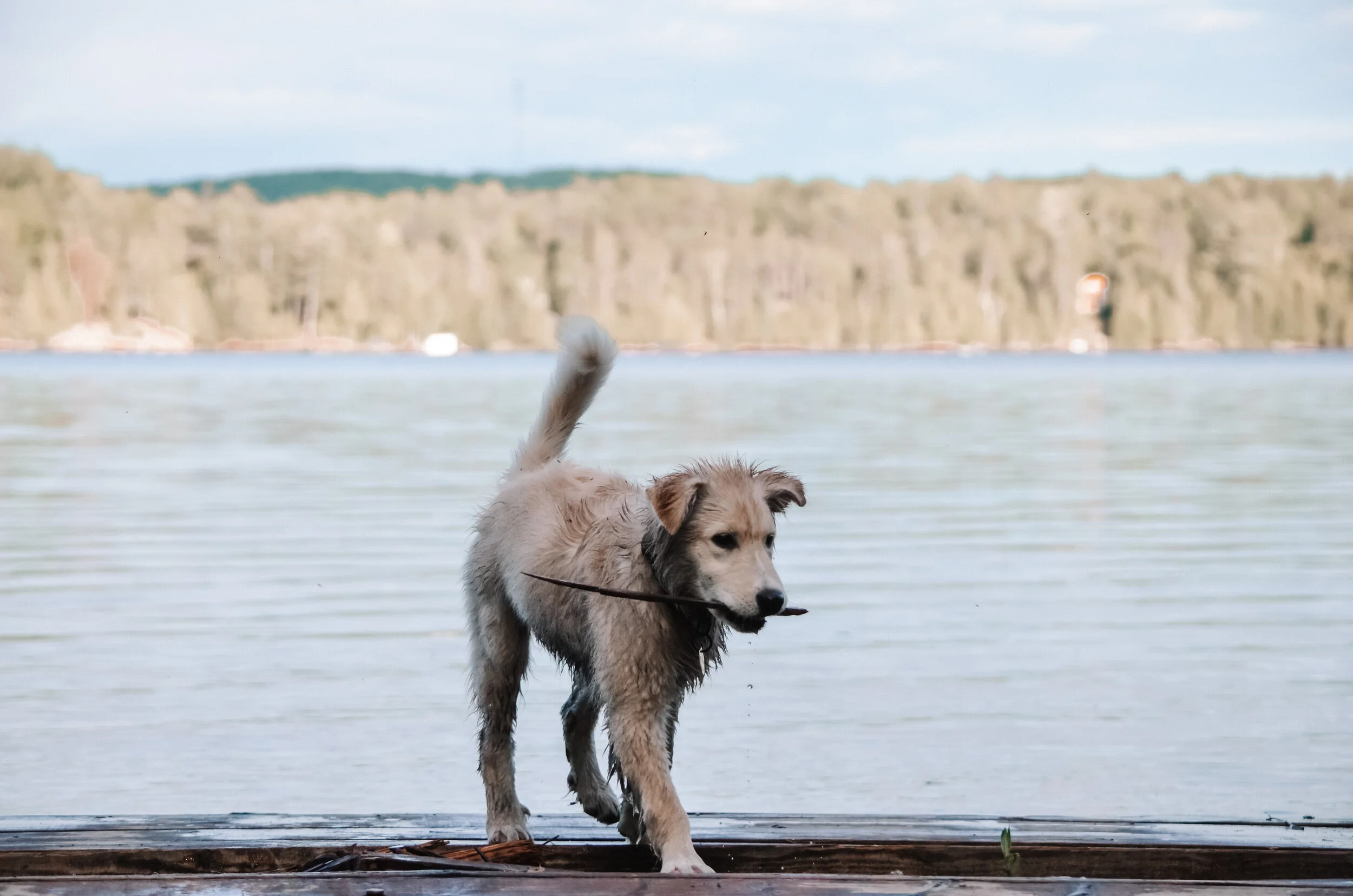 [Outaouais, Messine] Sentiers récréatifs des lacs des cèdres