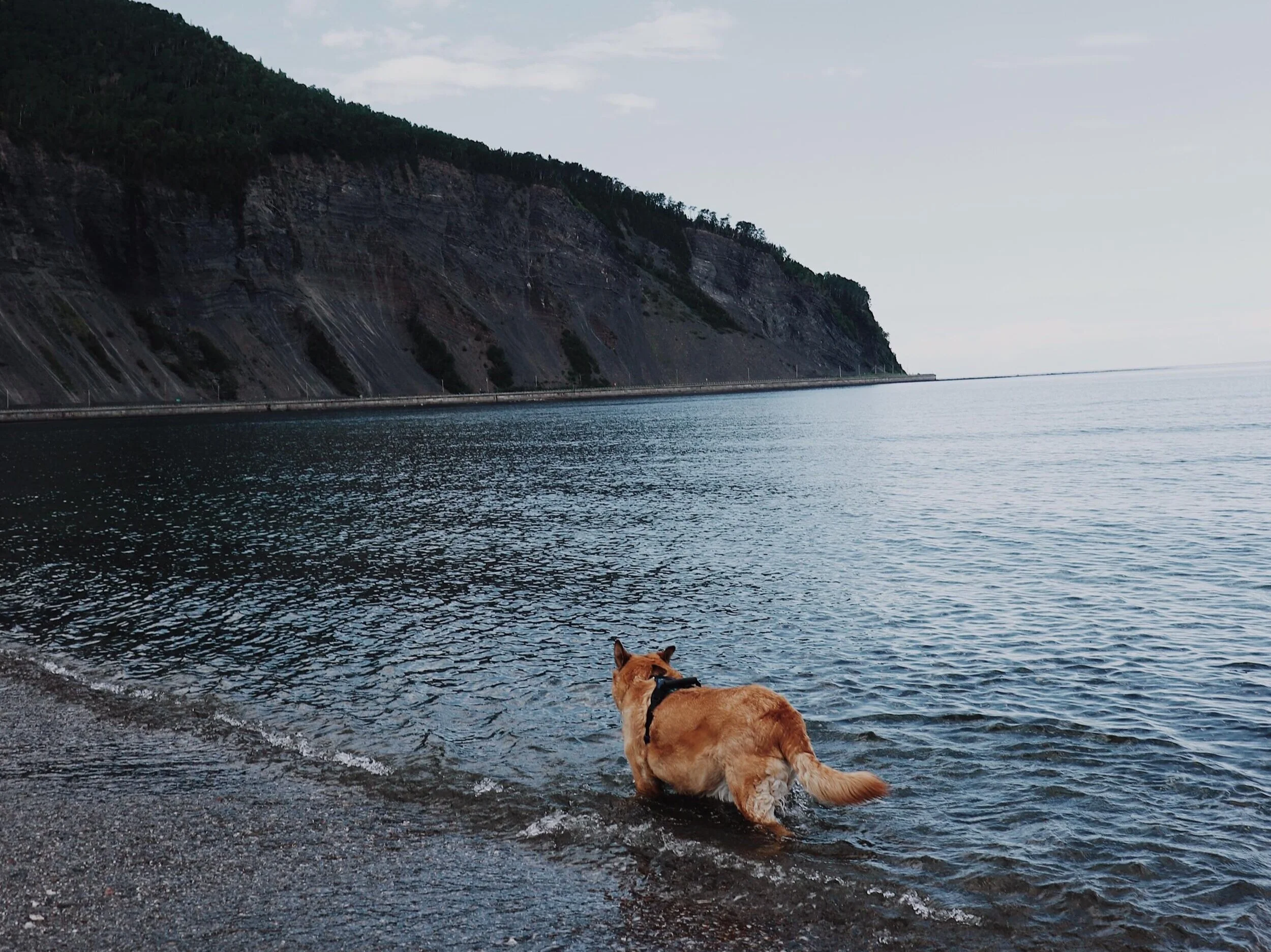 26 plages avec son chien en Gaspésie