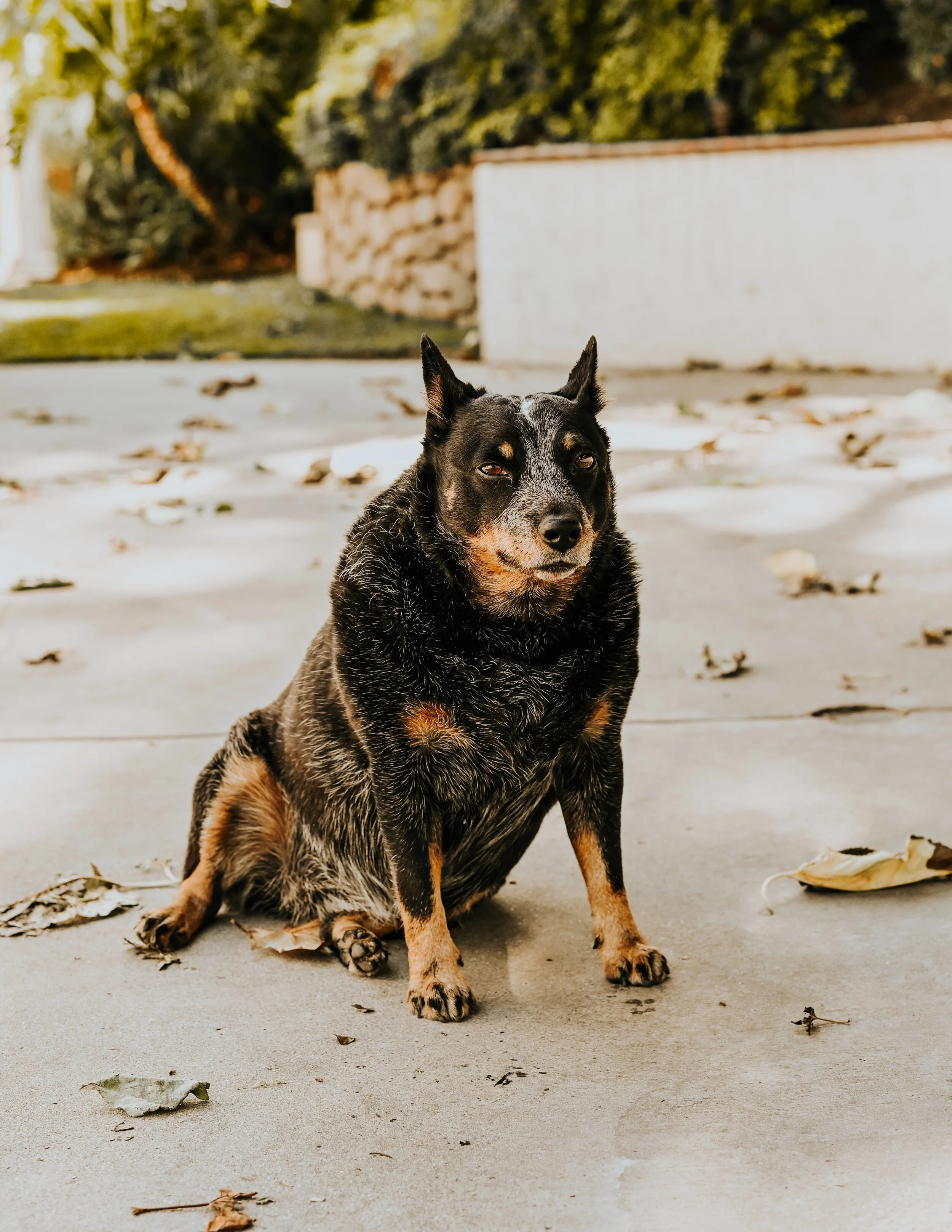 Gestion du poids canin 
