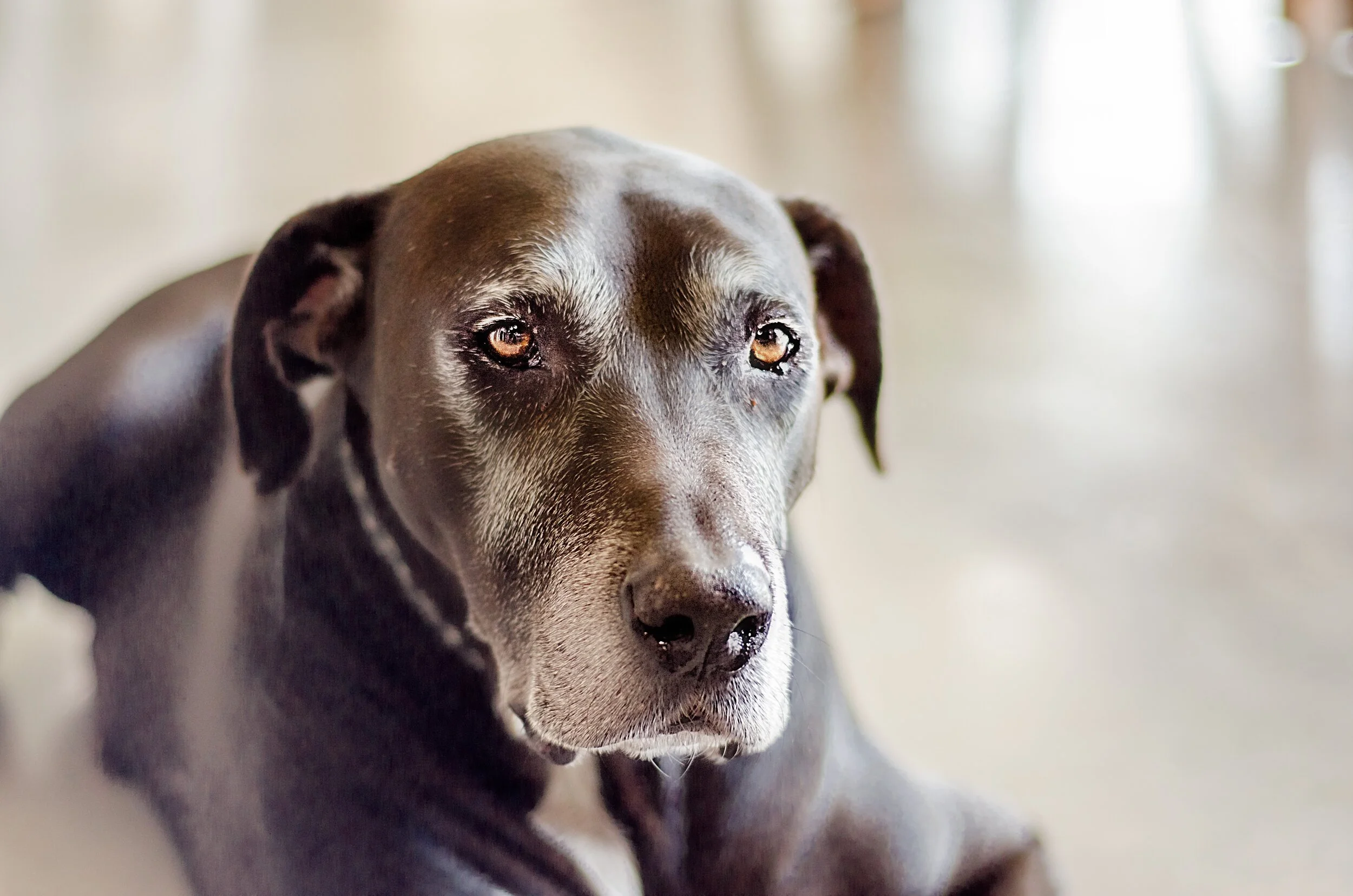 &nbsp;Mon chien est-il vieux ?