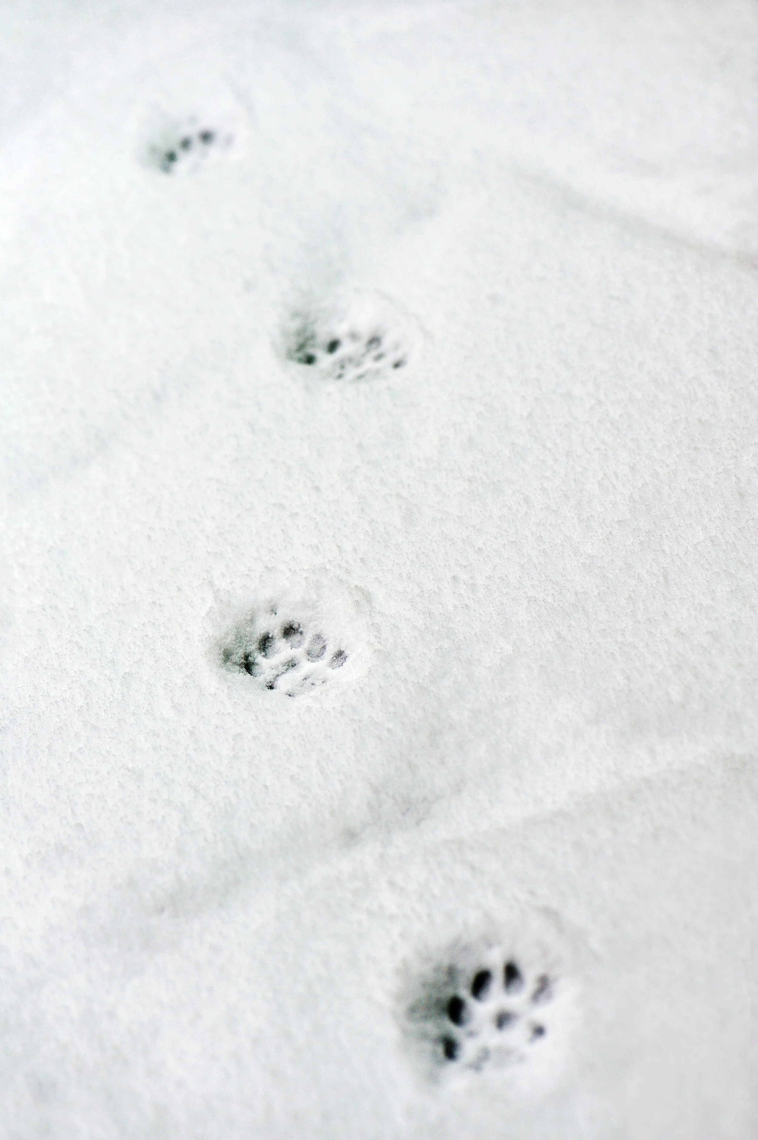 Que faire quand pitou déteste l’hiver?
