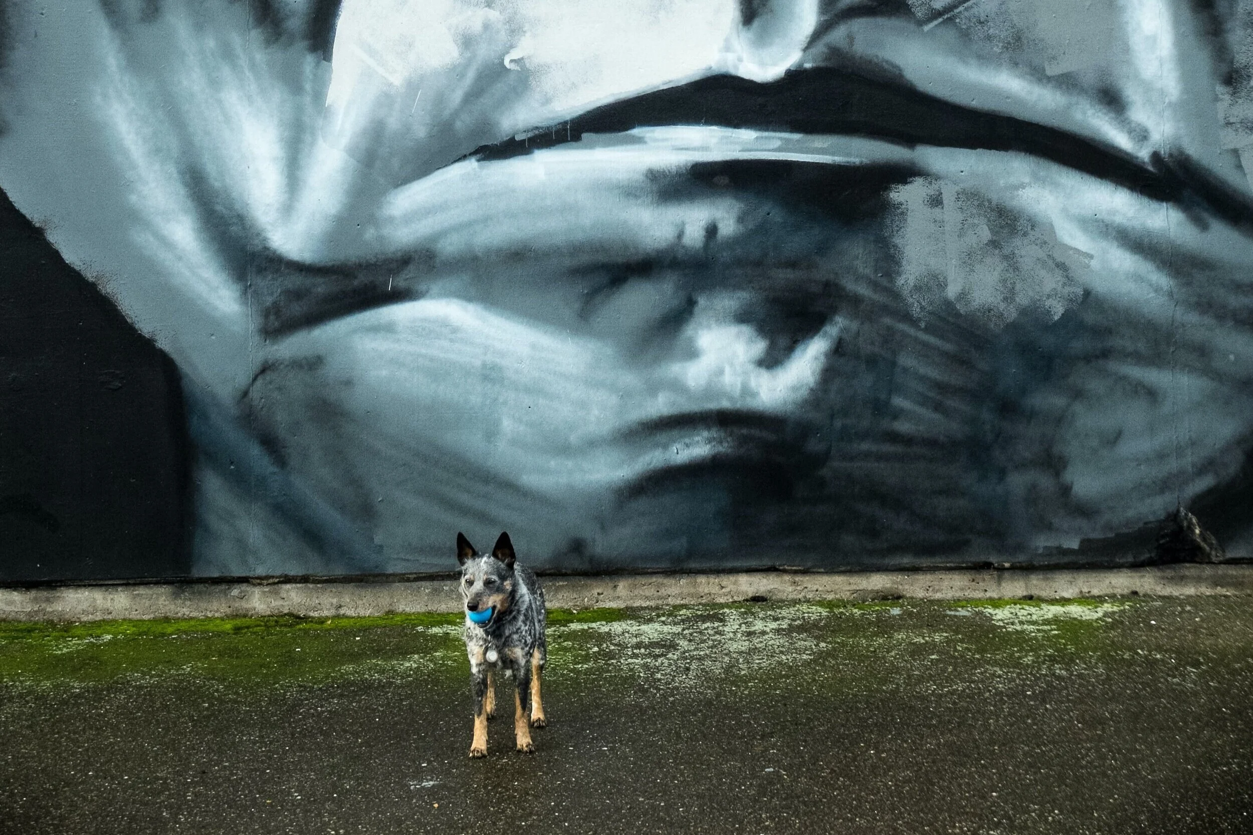 Graffitis et chiens ; se promener en ville pour voir l'art