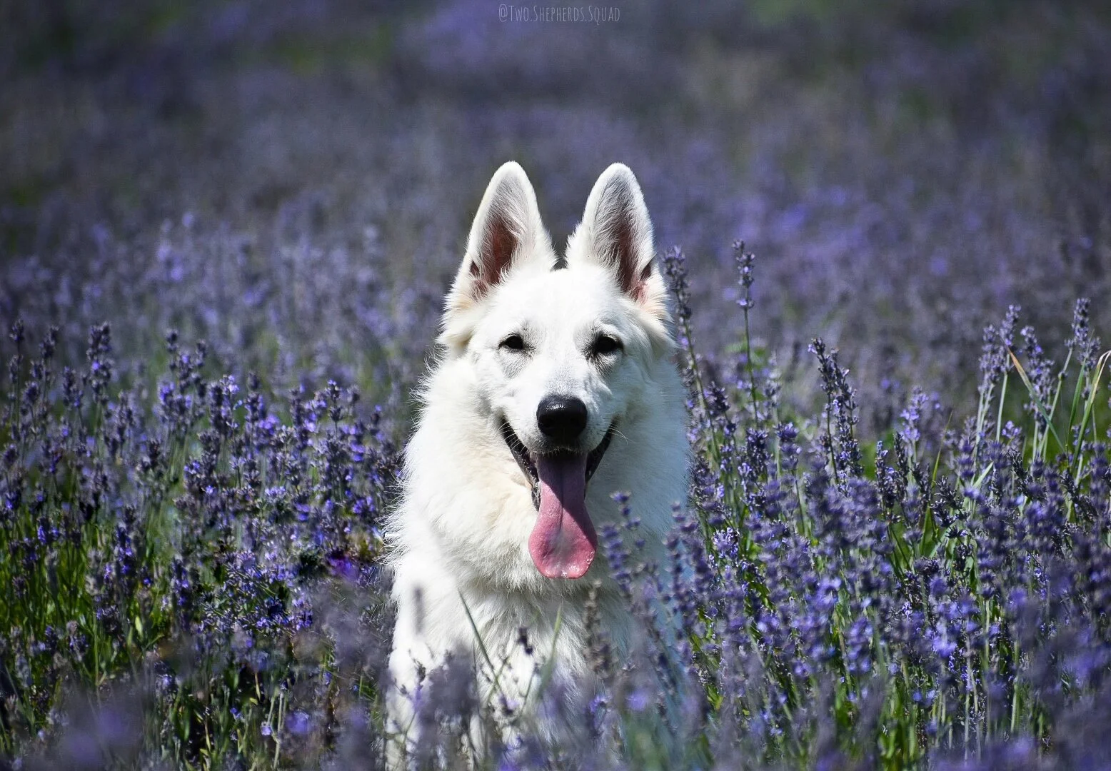 [Estrie, Stanstead] Bleu Lavande