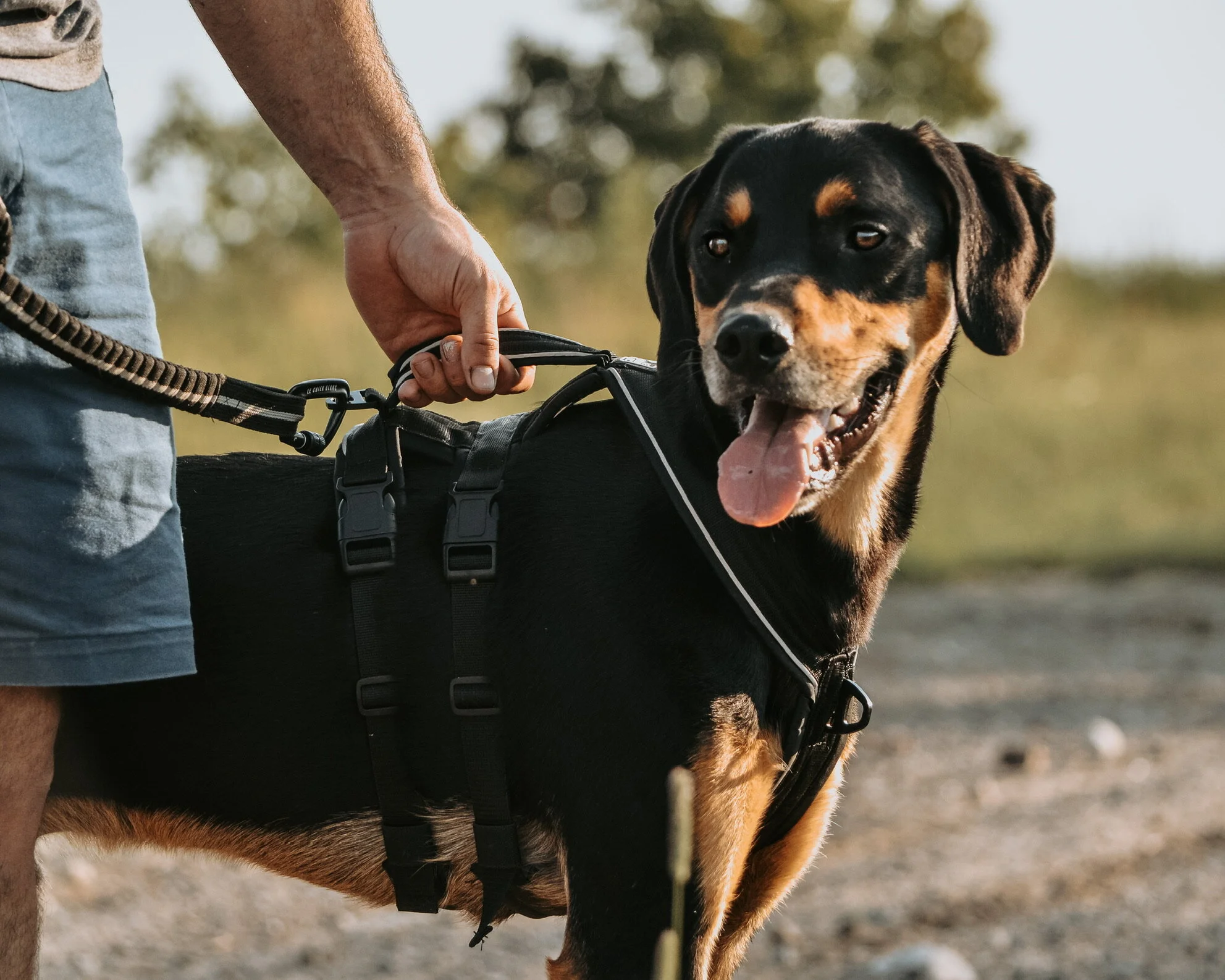 Harnais Atlas - Le Chien Blanc