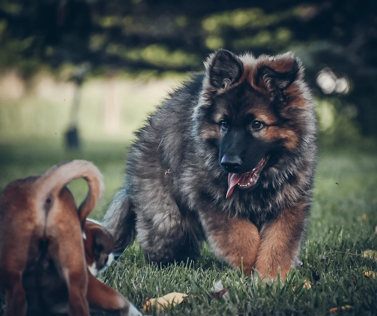 Randonner avec un chiot? C'est possible?