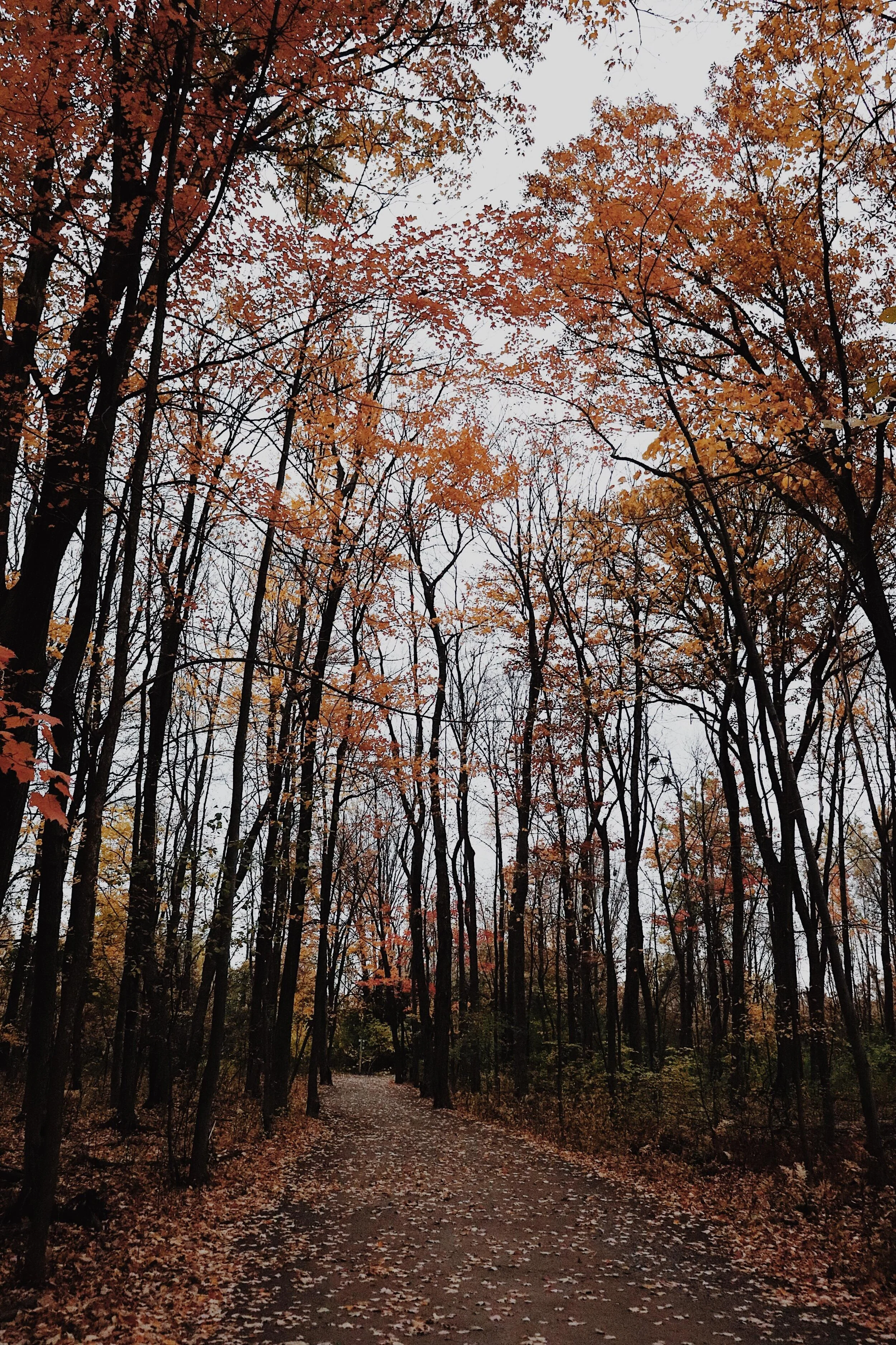 [Montréal, Pointeauxtrembles] Parc nature de la Pointeauxprairies