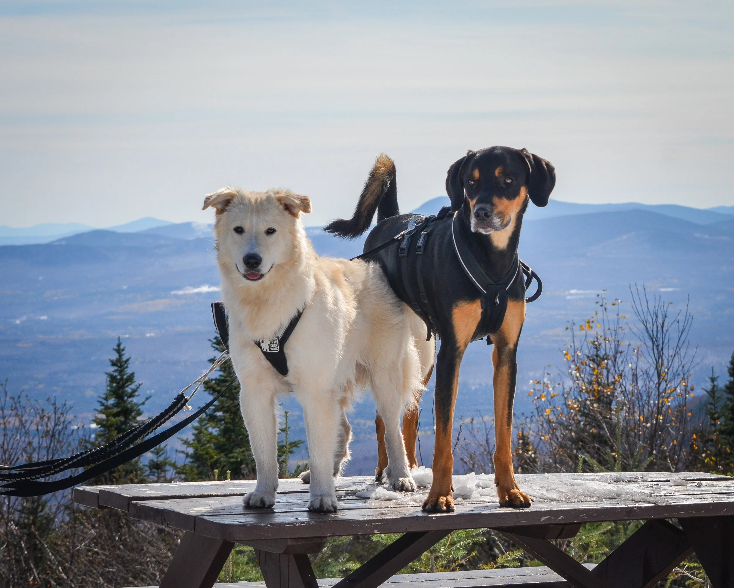 [Estrie, Notre-Dame-des-Bois] Parc national du Mont-Mégantic