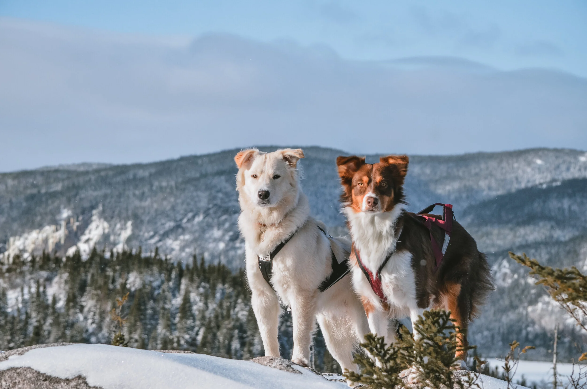 [Québec, St-Urbain] Mont du Lac-à-l’Empêche et Du Four