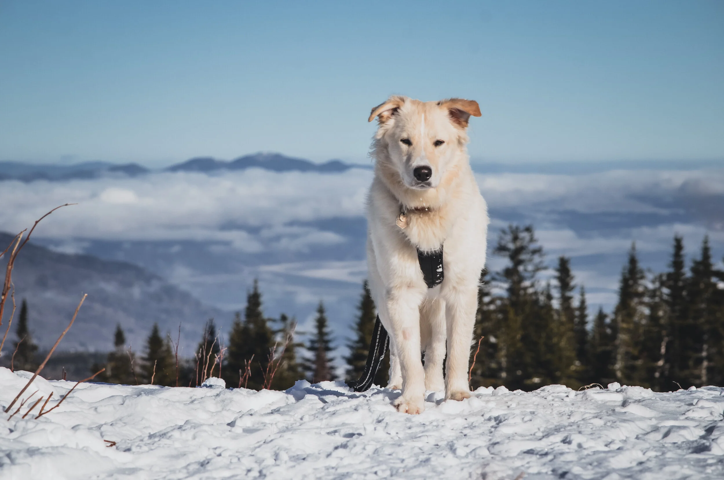 [Québec, Petite-Rivière-Saint-François] Montagne à Liguori, Massif de Charlevoix