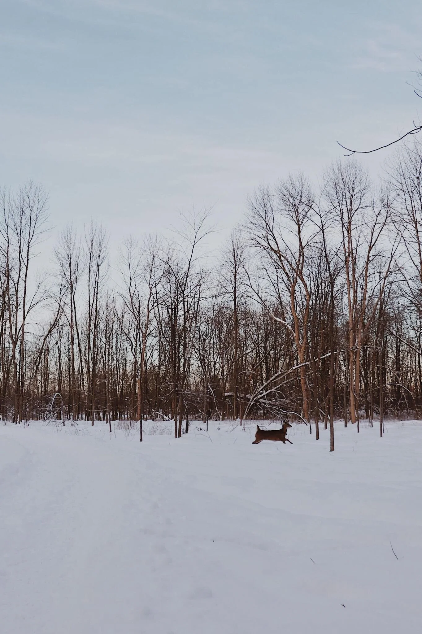 [Montréal, Pointeauxtrembles] Parc nature de la Pointeauxprairies