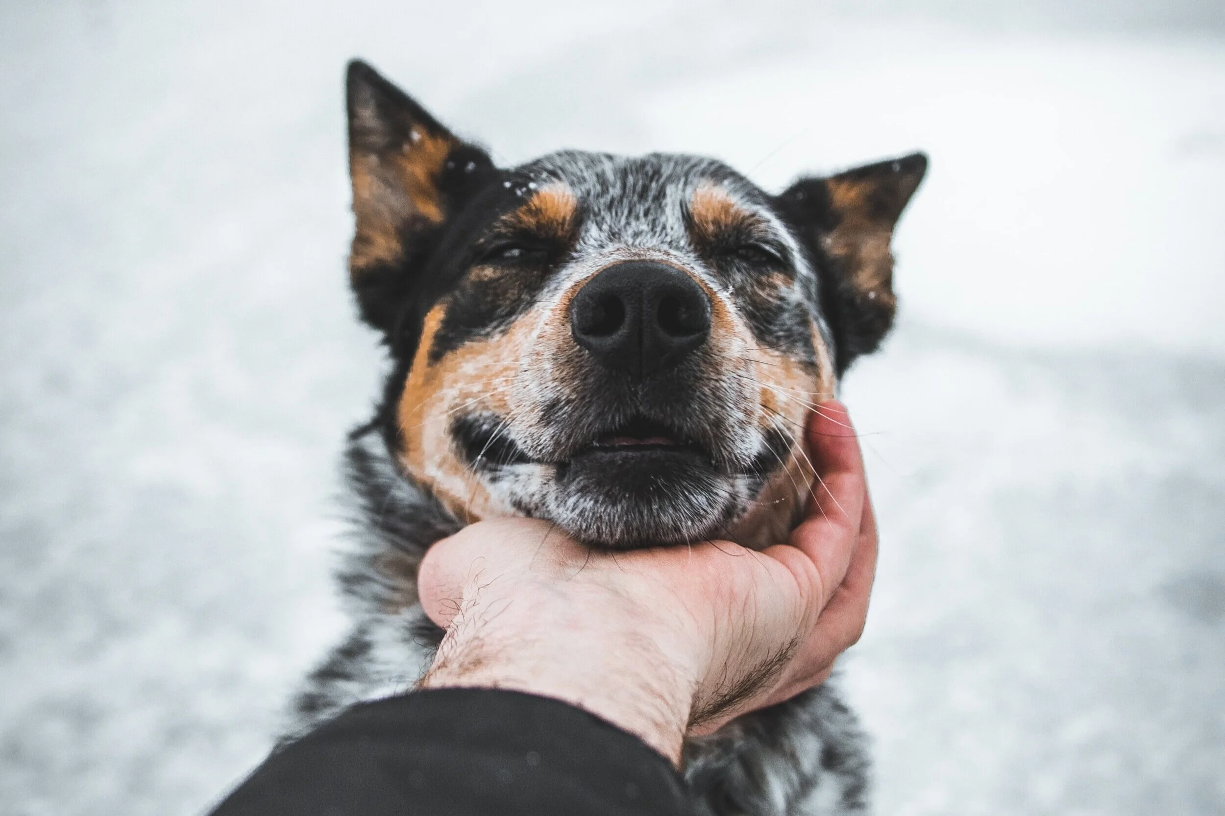 5 parcs moins connus à découvrir avec son chien à Montréal