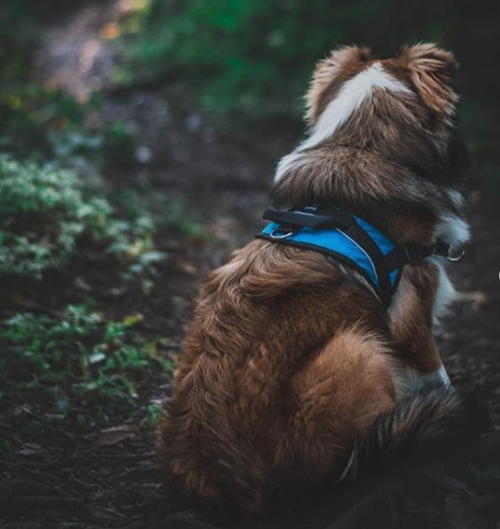 Harnais de marche Nahak Sports