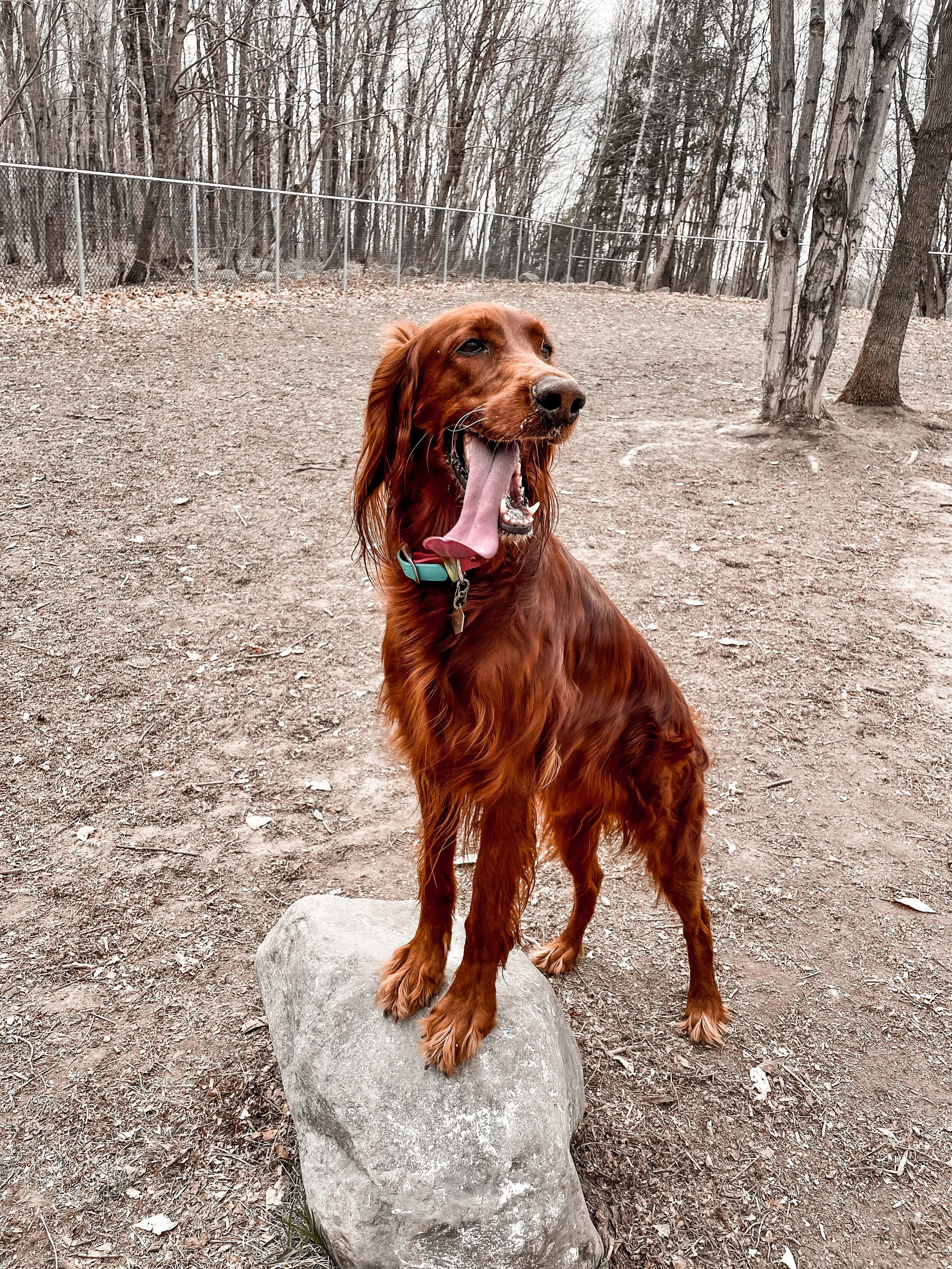 FERMÉ À PARTIR D'AVRIL 2022  [Chaudière-Appalaches, Lévis] Parc canin Charny