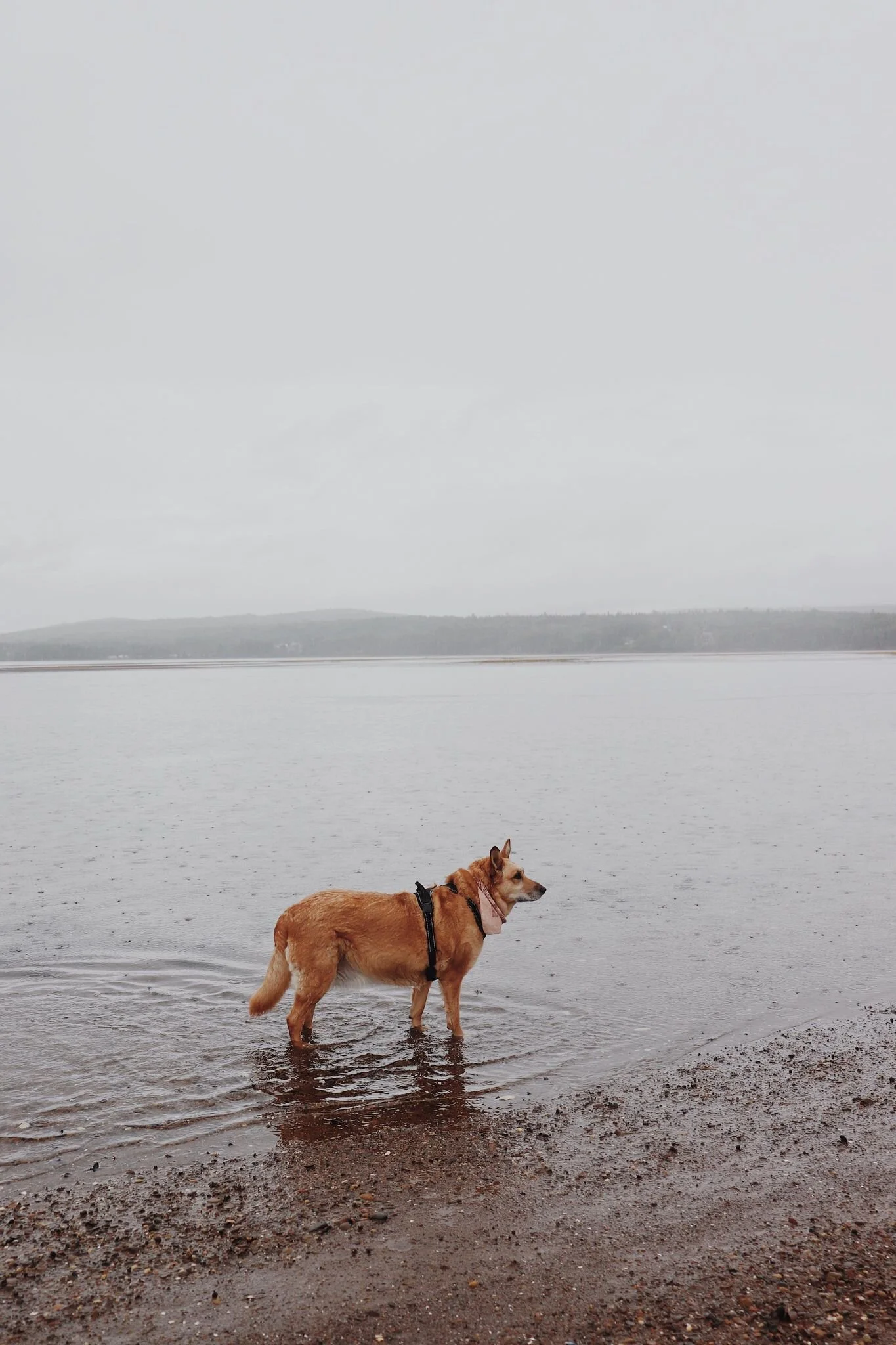 [Gaspésie, Gaspé] Plage Haldimand