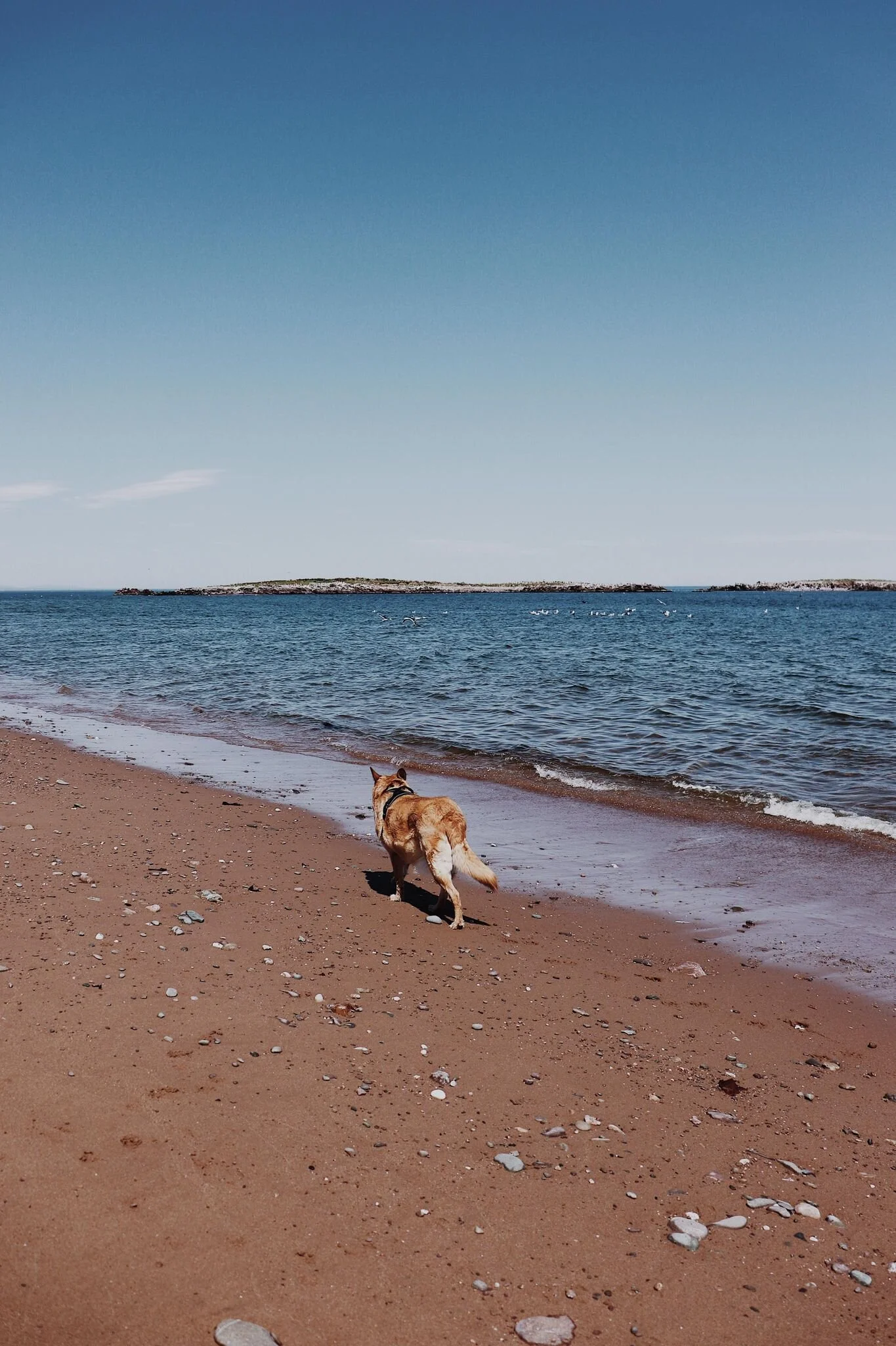 [Gaspésie, Newport] Plage de l'Anse aux Îlots