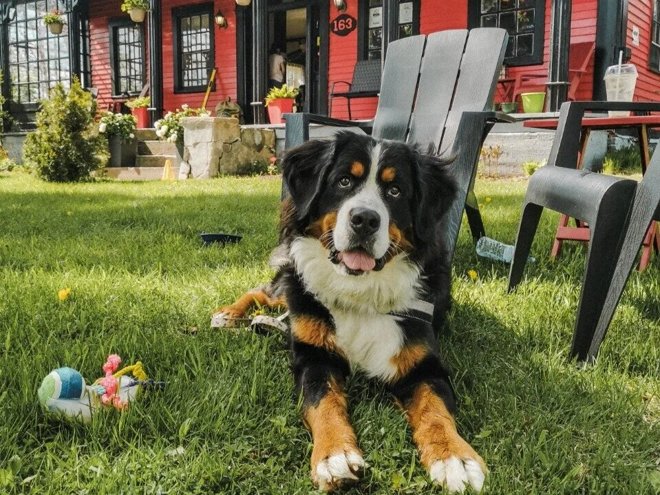 FERMÉ - [Gaspésie, New Carlisle] Auberge et café&nbsp;Sous l’étoile du Shériff Sheppard